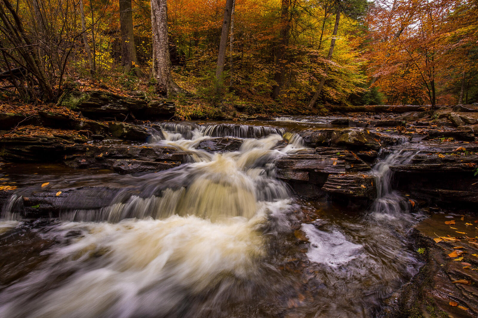 Wallpapers Ricketts Glen State Park in Pennsylvania forest United States on the desktop