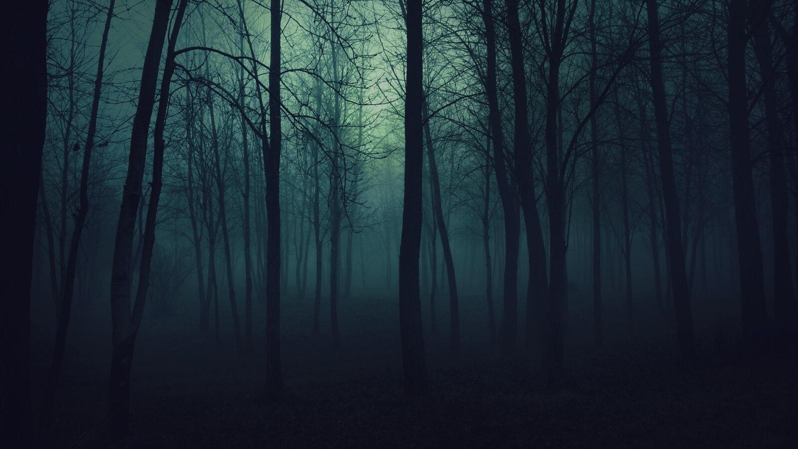 Wallpapers creepy dark forests on the desktop