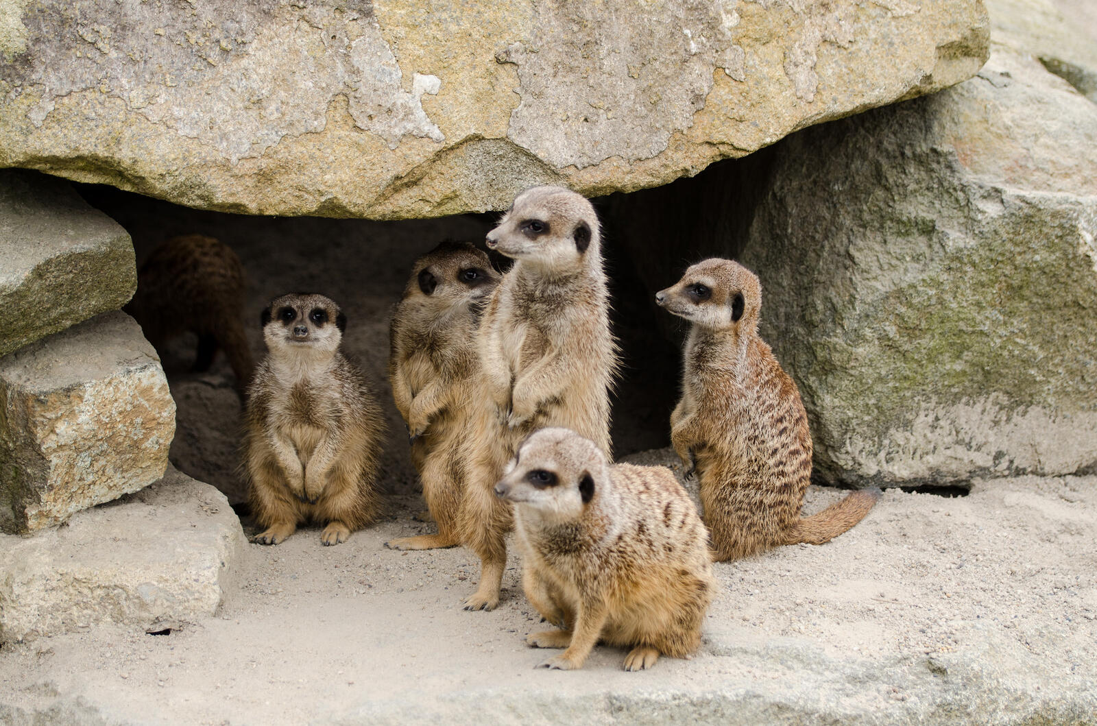 Free photo Download pictures of meerkats