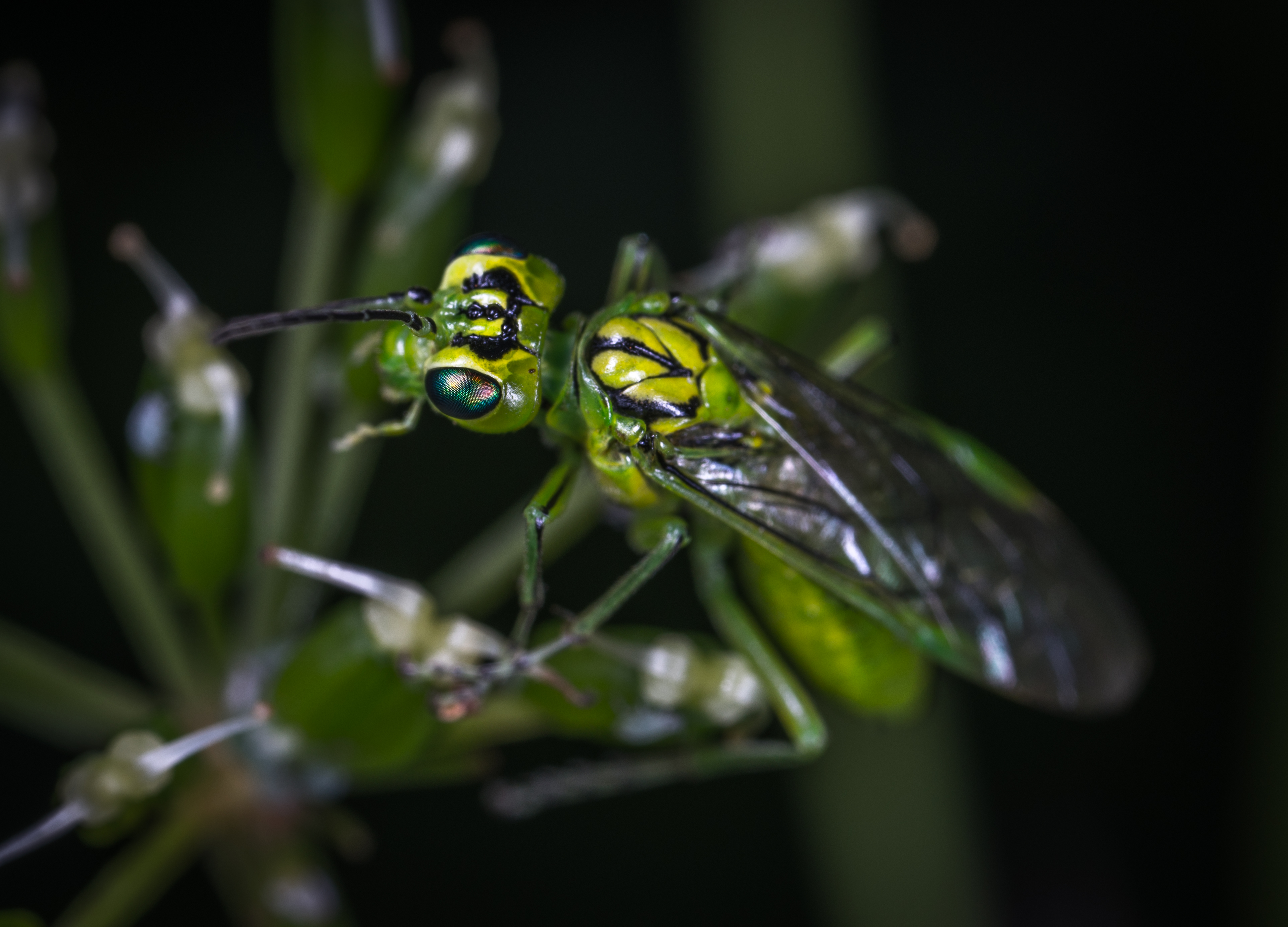 Фото бесплатно осы, вредители, дикие животные