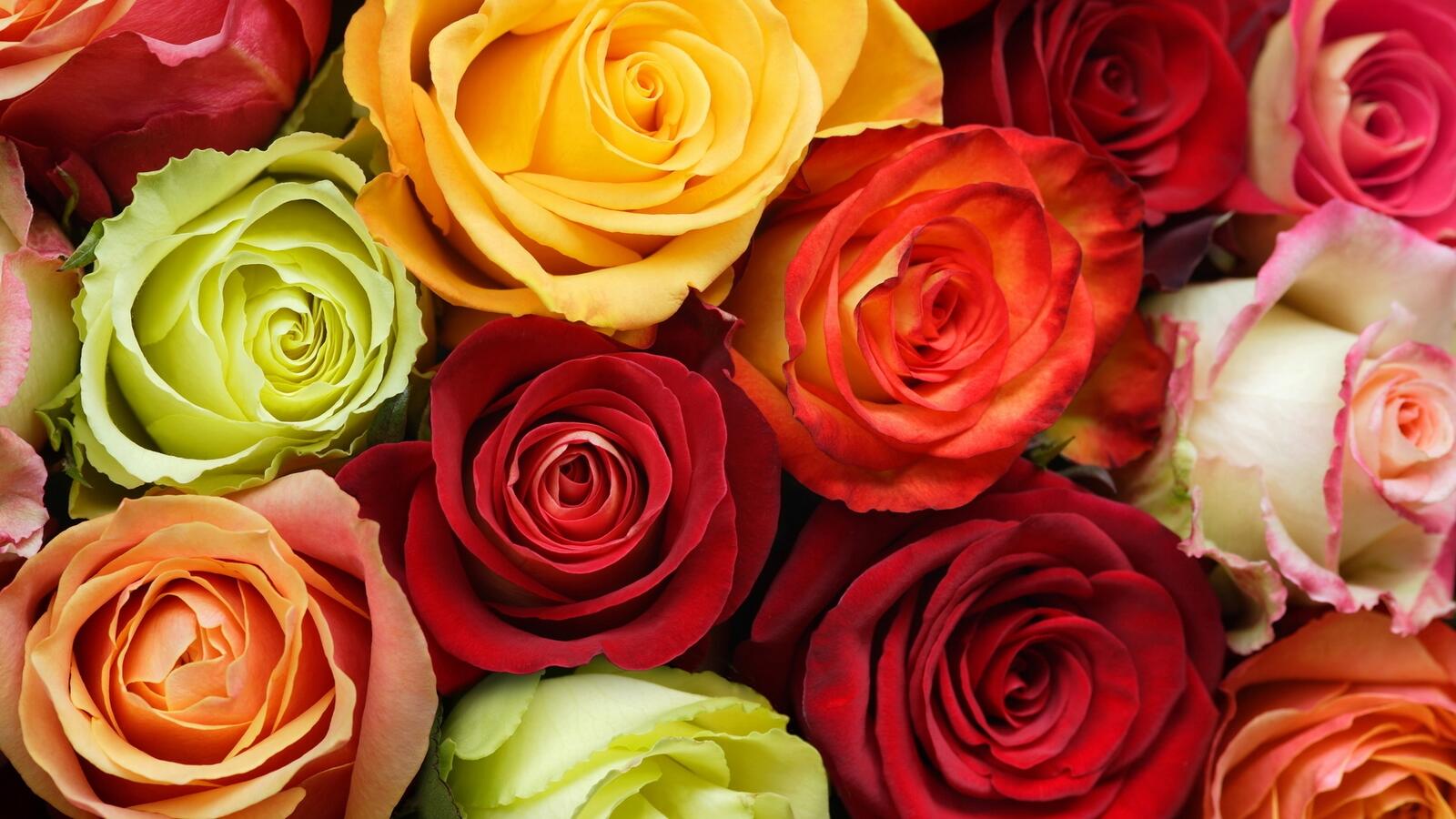 Обои роза смешанный много роз на рабочий стол