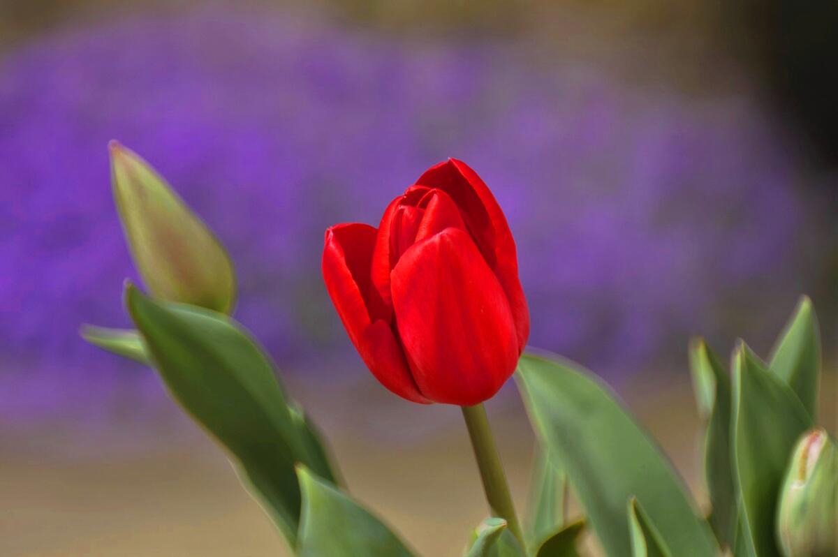 Цветок красных тюльпанов