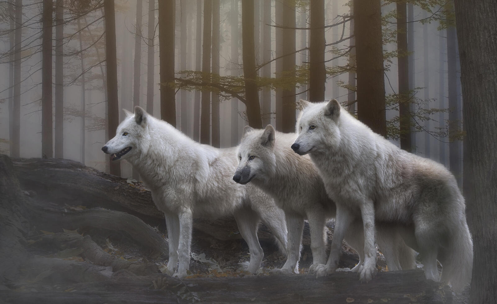 Wallpapers forest fog wolves on the desktop