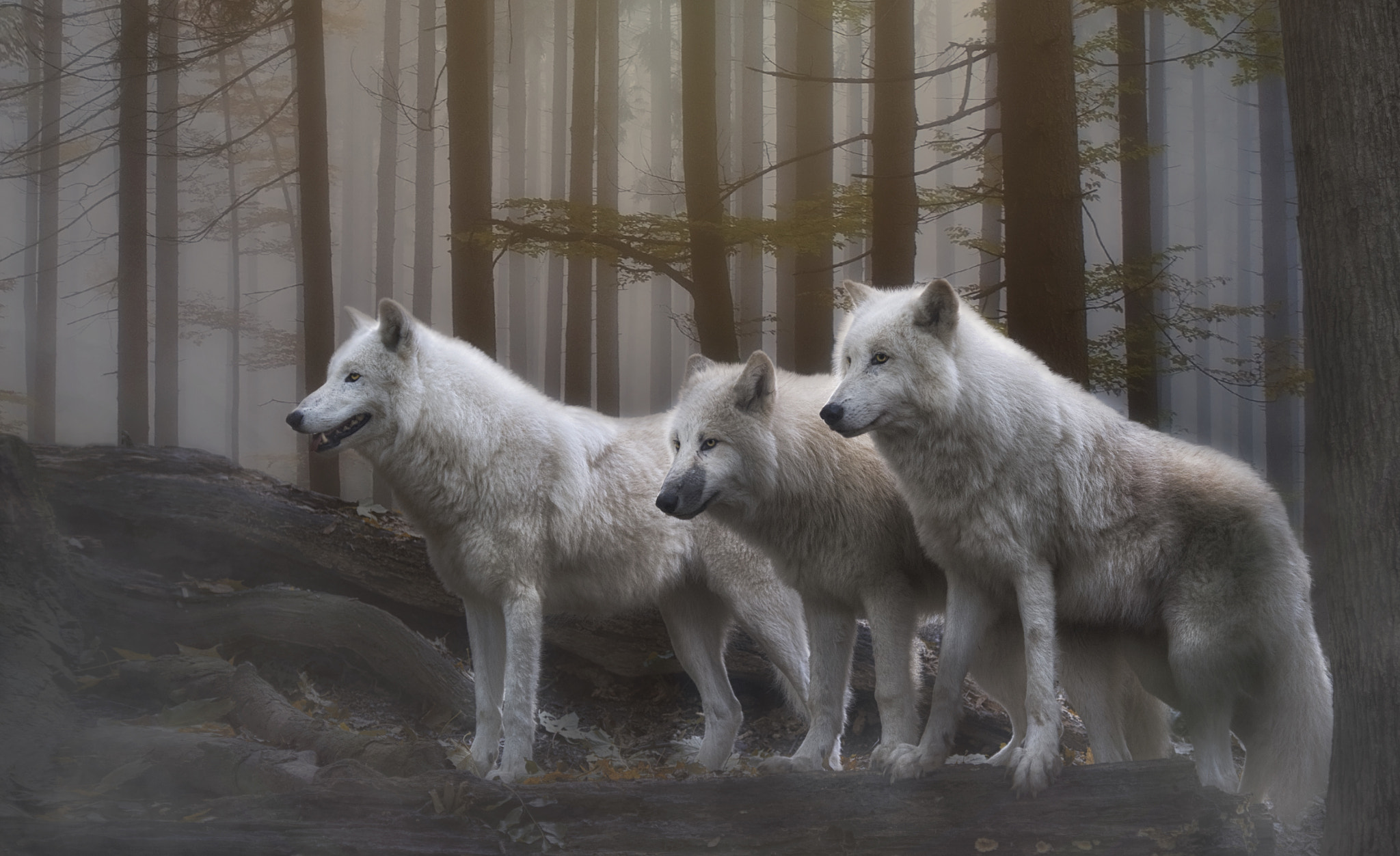 Фото бесплатно лес, туман, волки