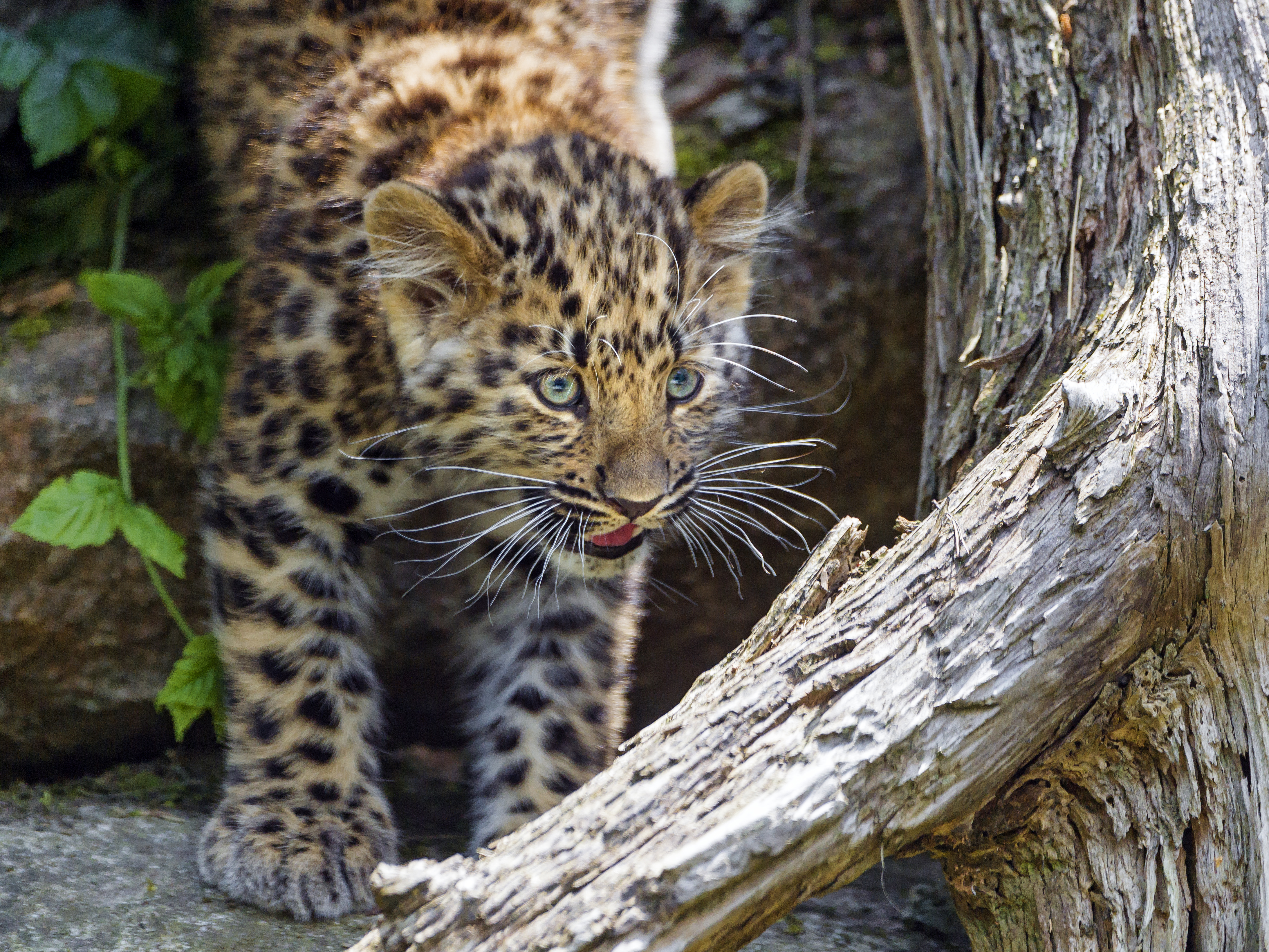 Wallpapers young leopard predator animal on the desktop