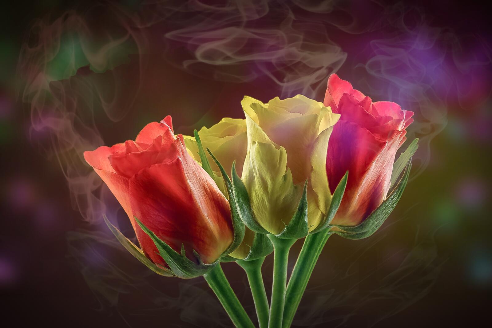 Wallpapers bloom tulips flowers on the desktop