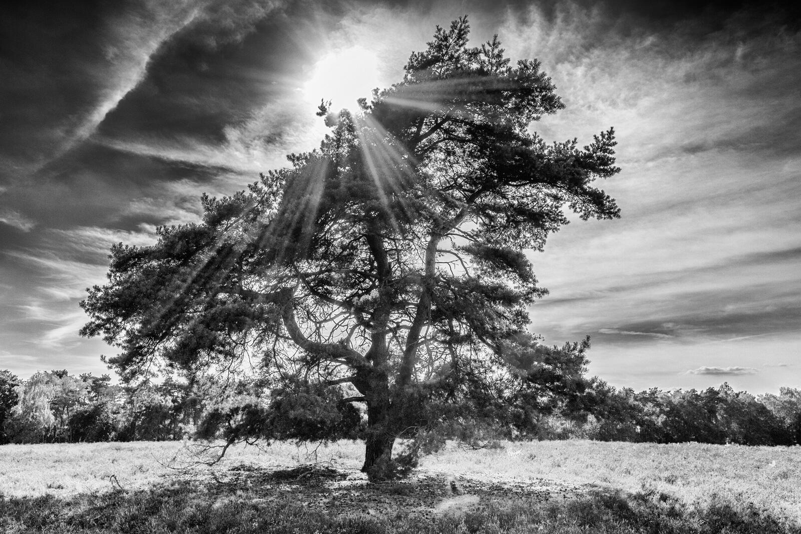 Бесплатное фото Солнечные лучи пробиваются через листья кроны старого дерева