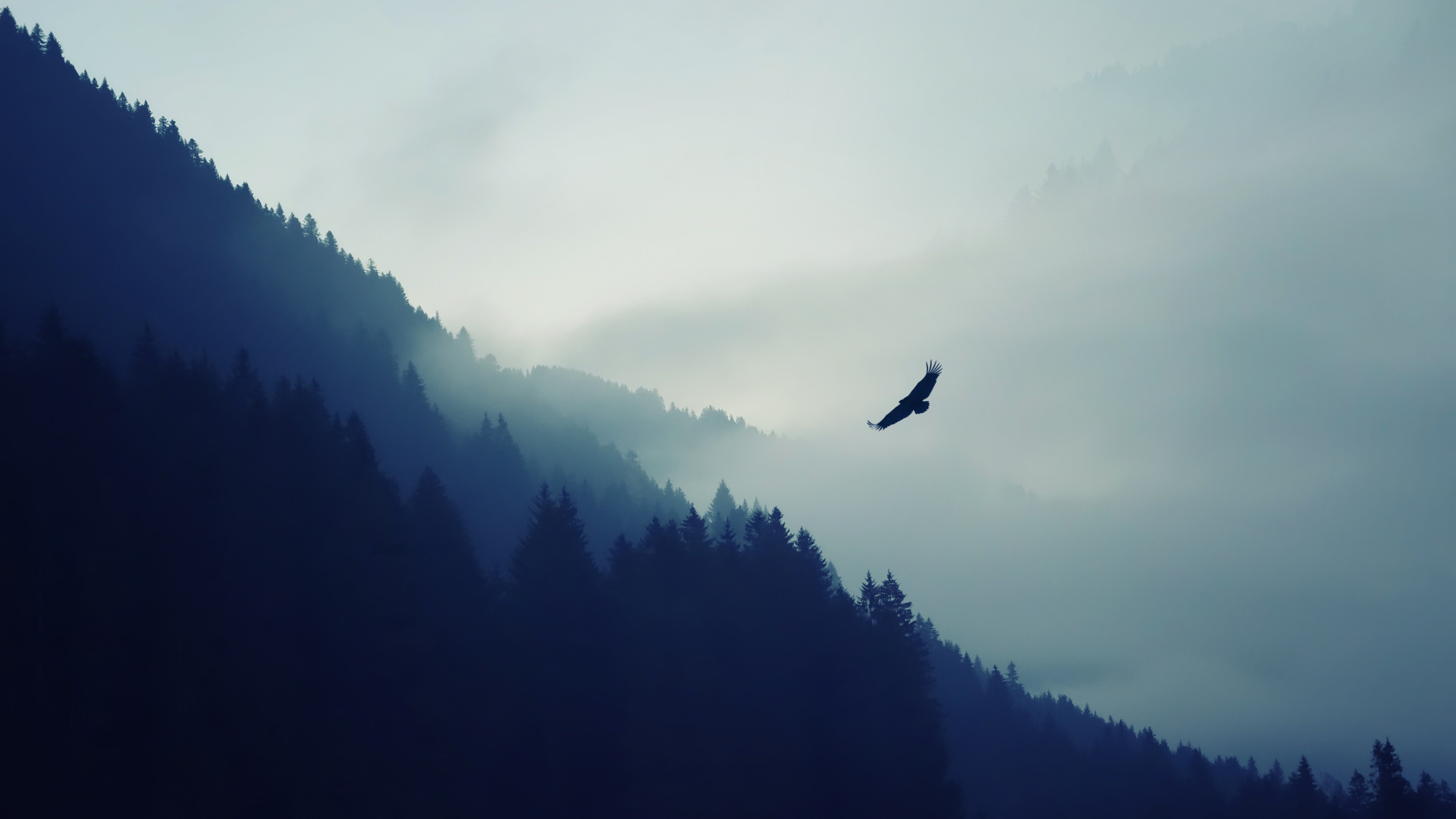 Wallpapers soaring eagle fog landscape on the desktop