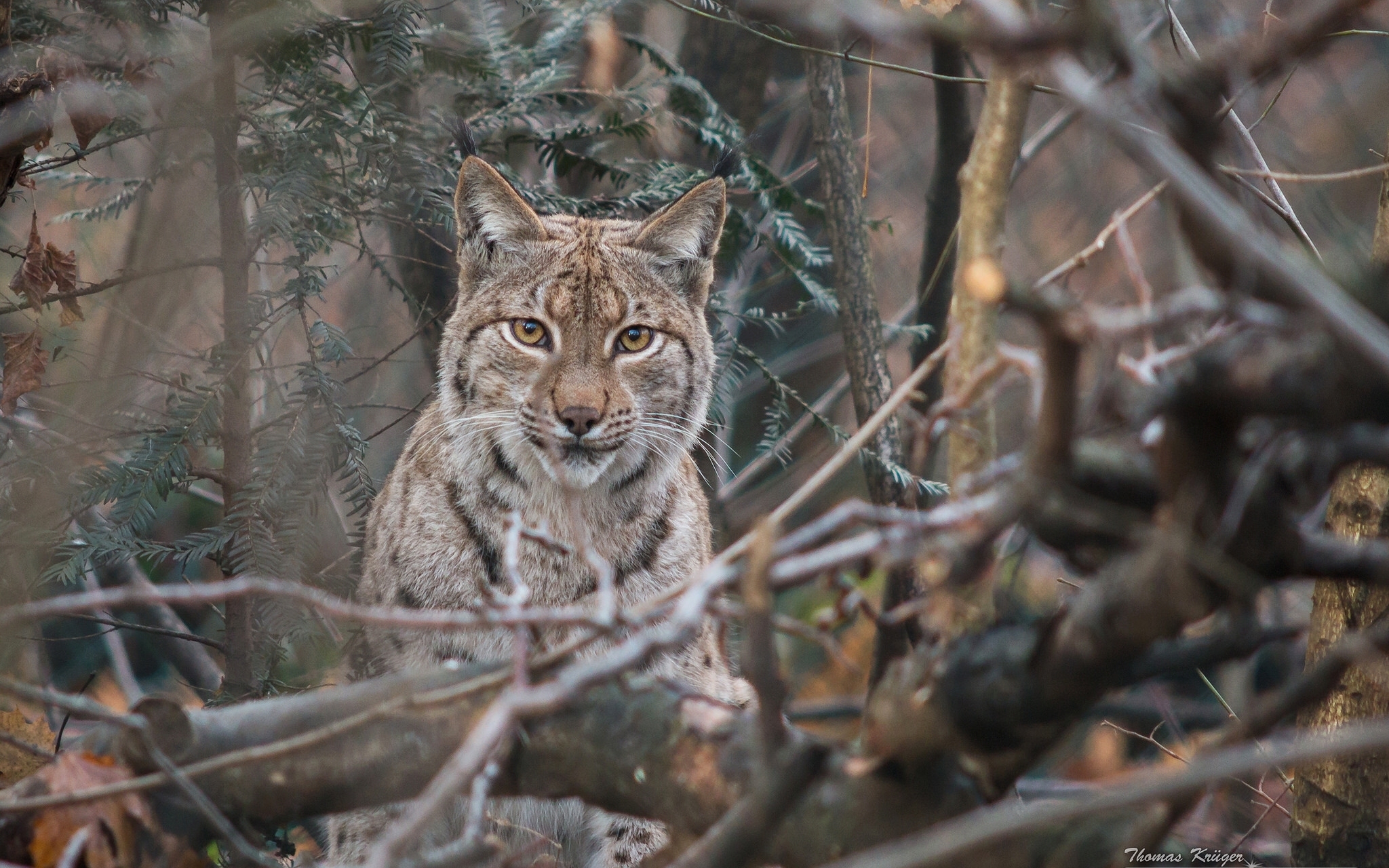 Обои lynx bobcat рысь на рабочий стол