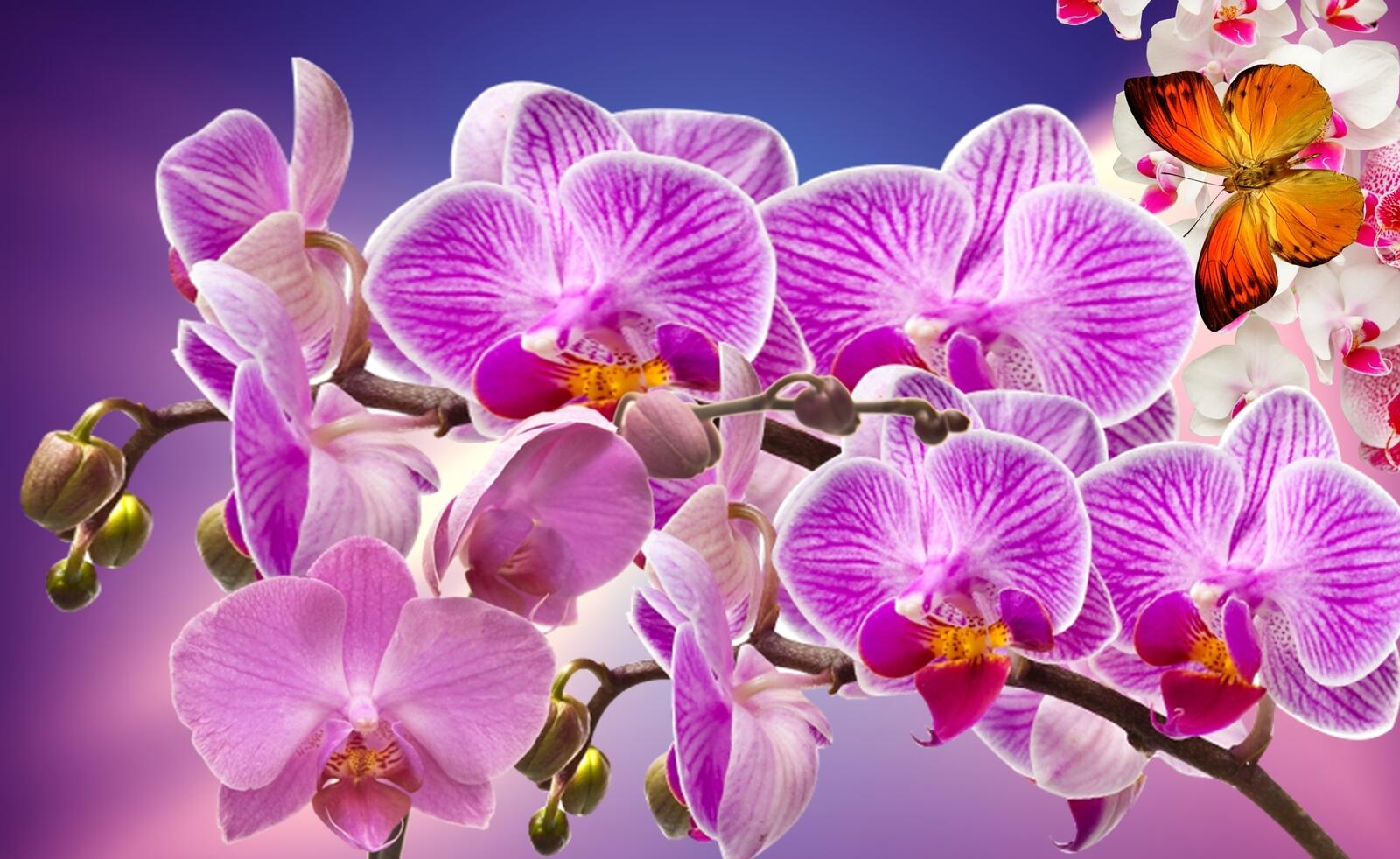 Бесплатное фото Удивительные орхидеи