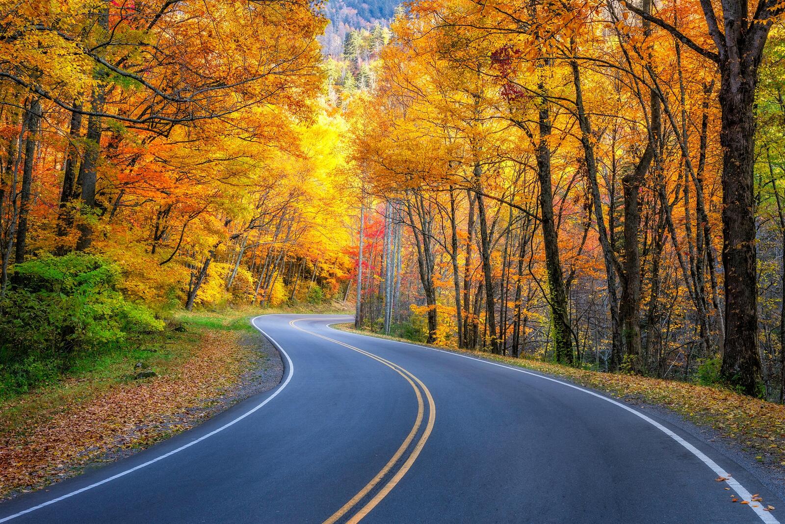 Wallpapers autumn forest road yellow foliage on the desktop
