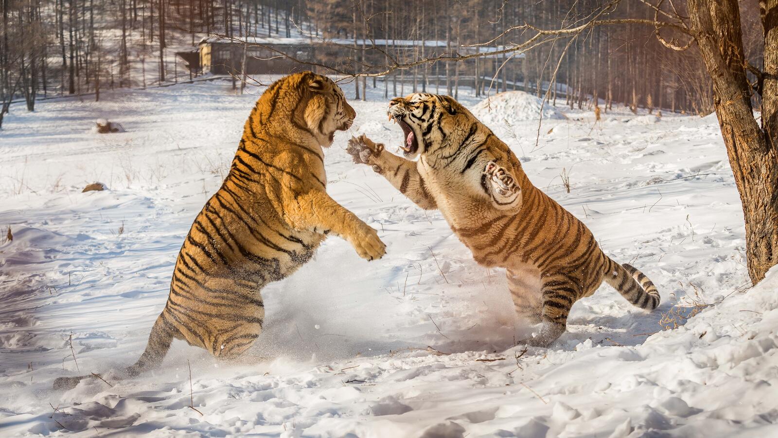 Обои тигр смертельная схватка зима на рабочий стол