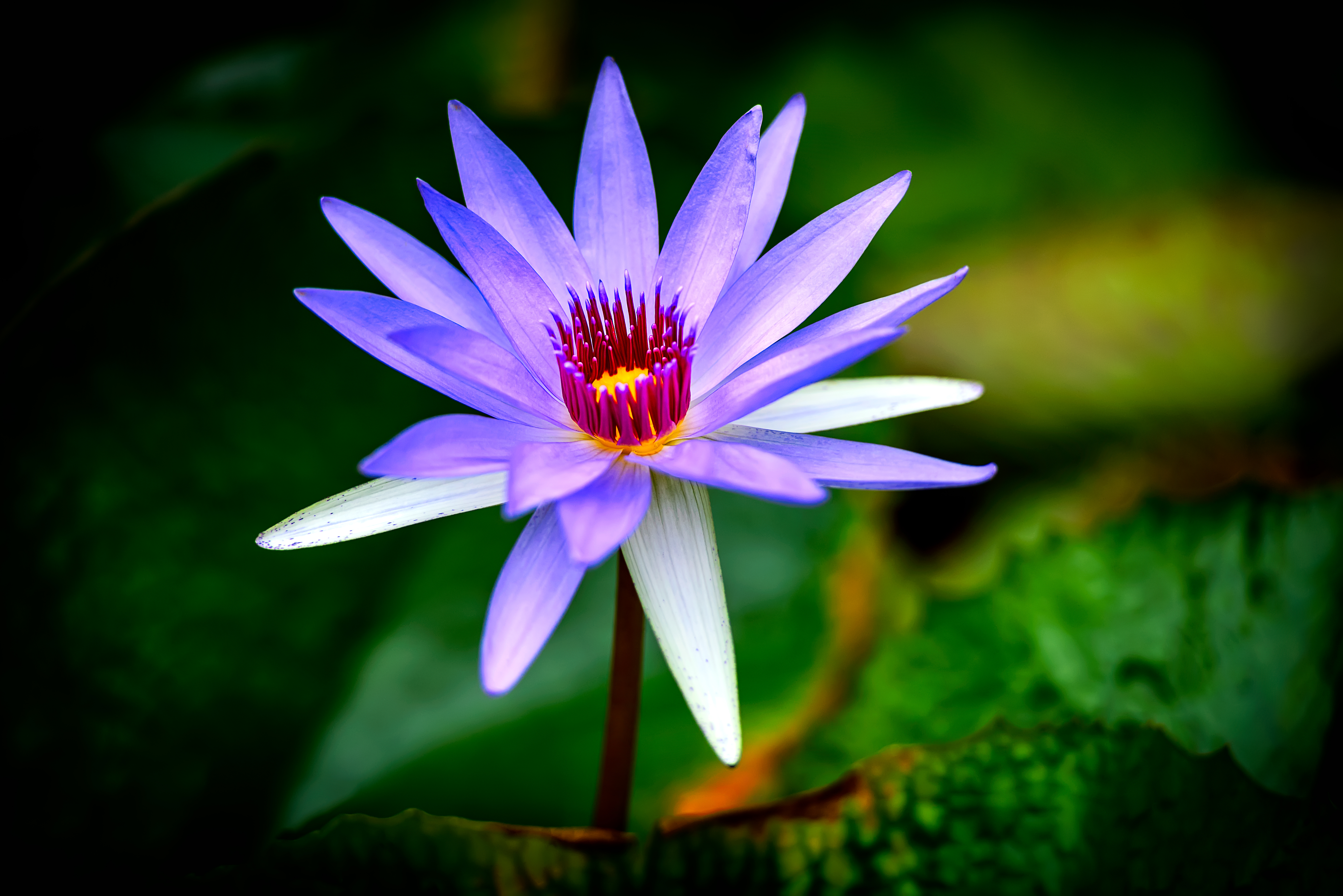 Wallpapers water Lily flower flora on the desktop