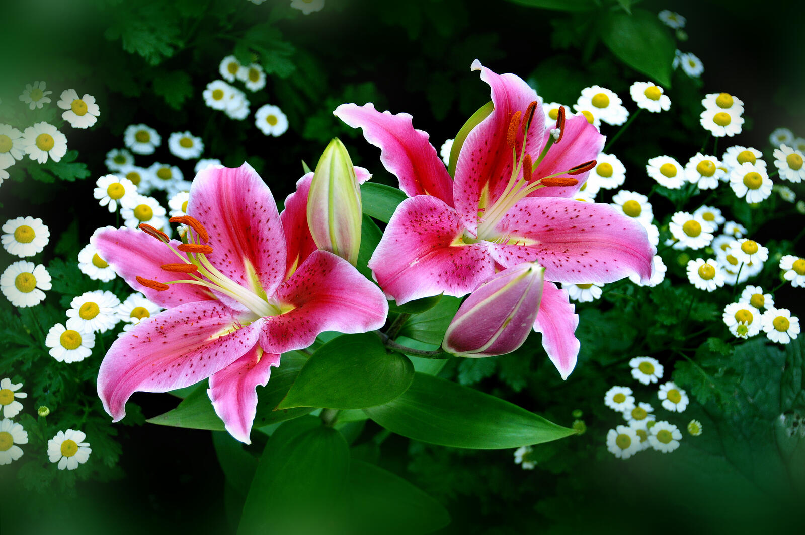 Wallpapers lilies pink flowers two flower on the desktop