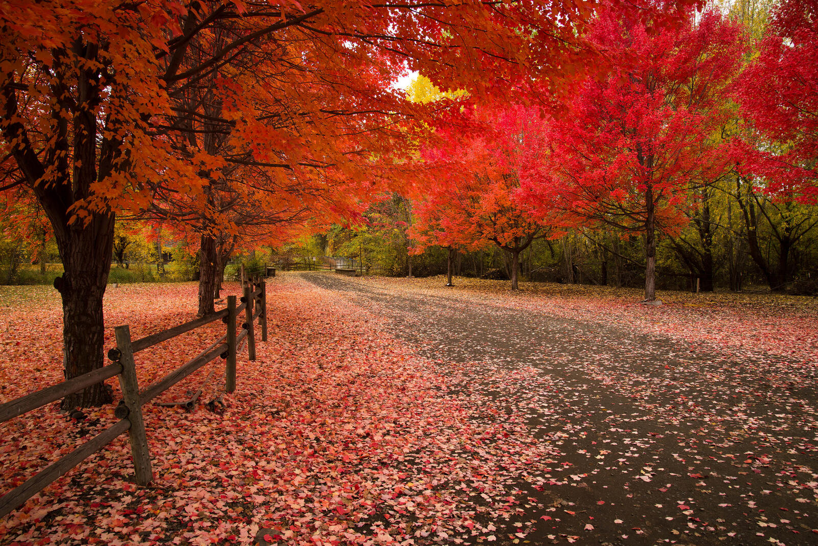 Wallpapers autumn colors Park landscape on the desktop