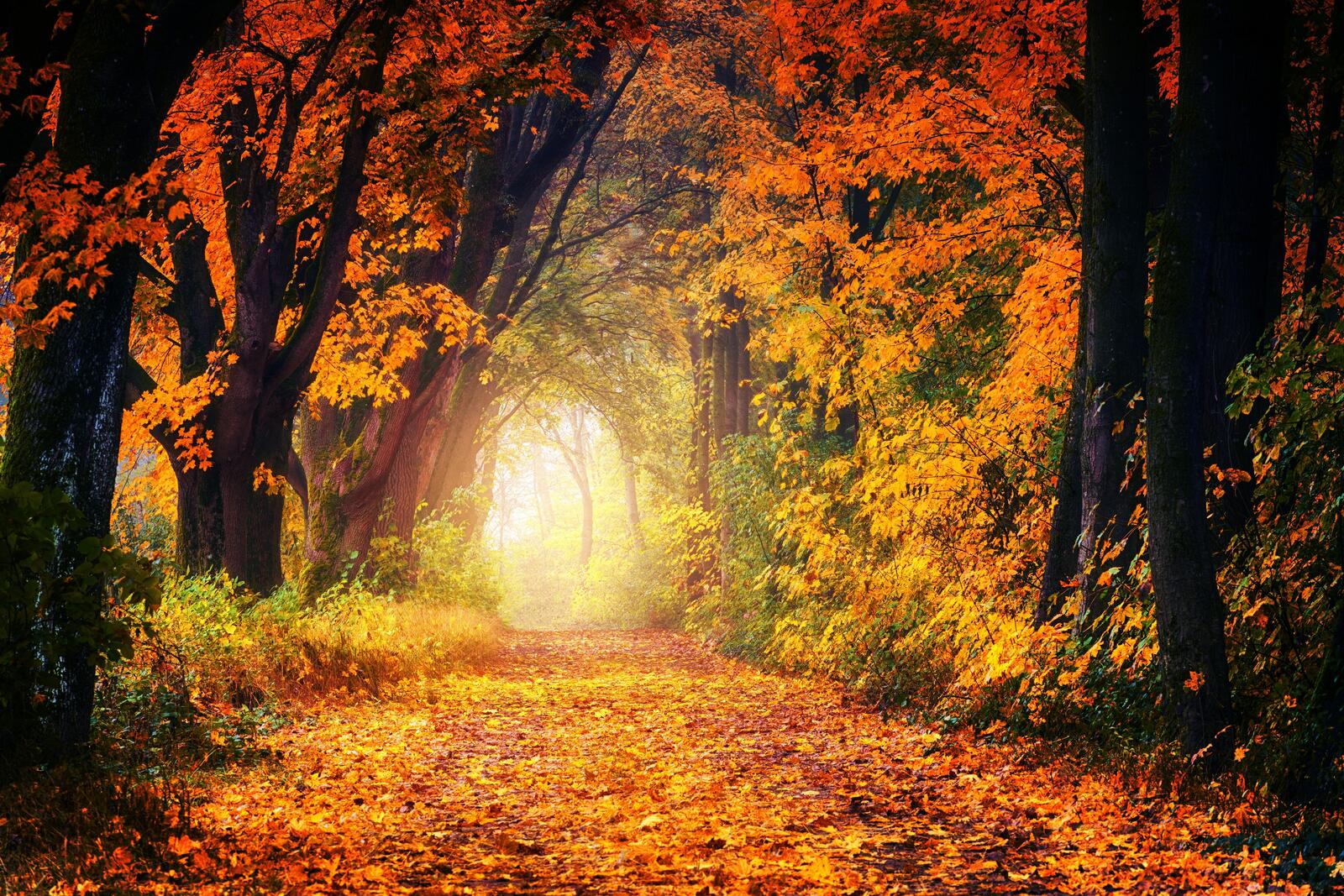 免费照片秋天的树的隧道