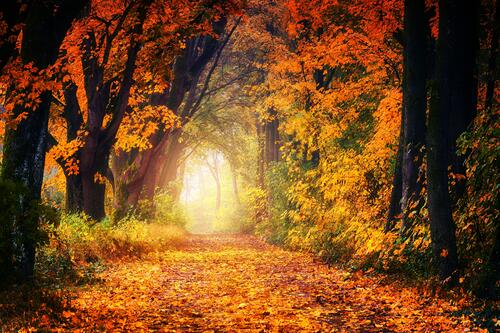 Tunnel of Autumn Trees