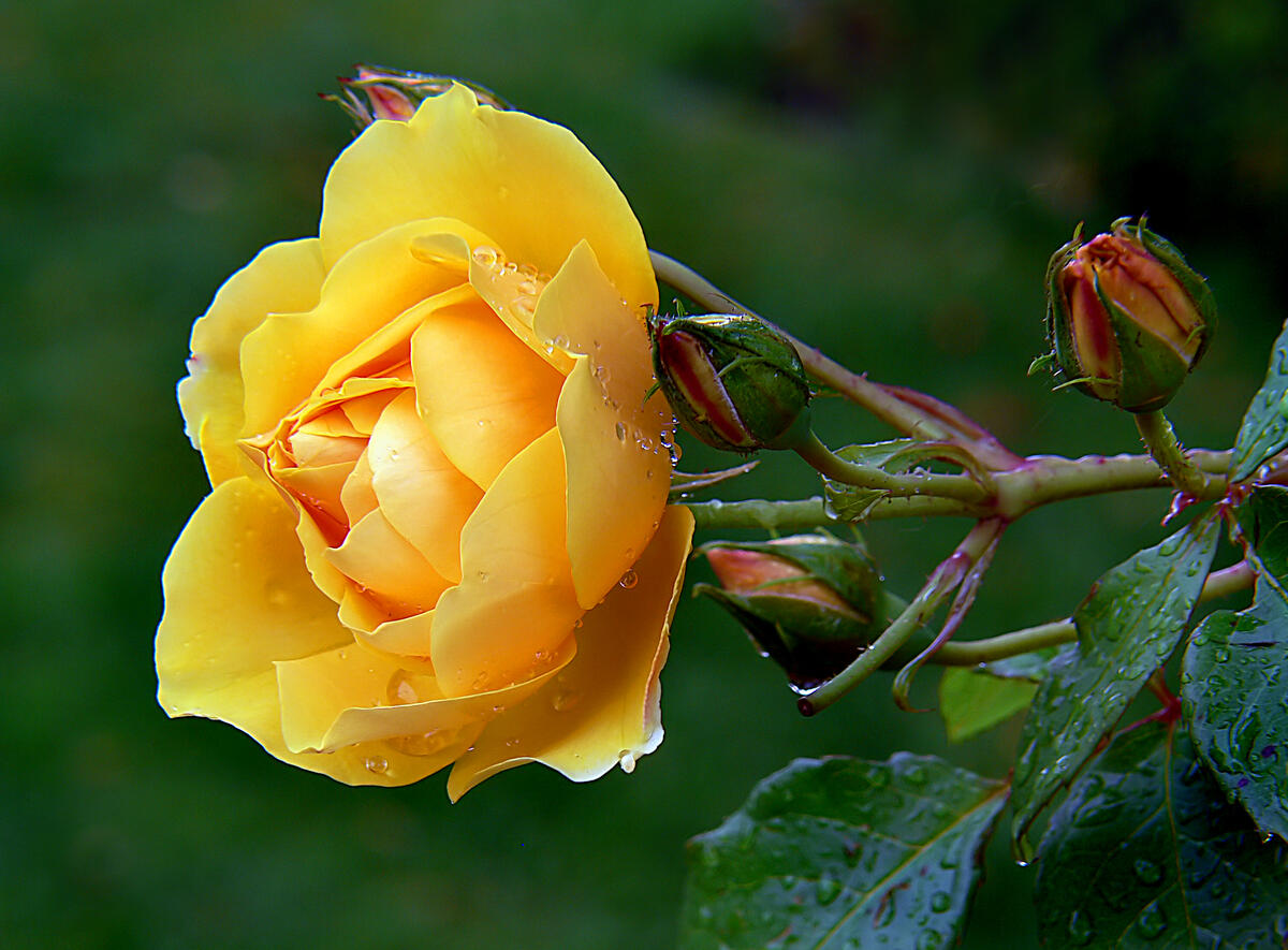 Кустарник и желтая роза