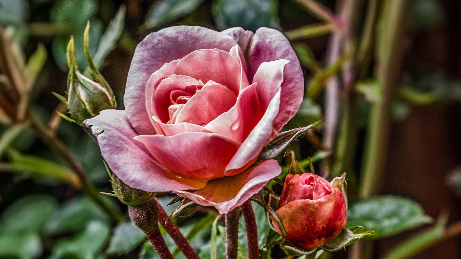 Обои цветок розовая роза фиолетовые розы на рабочий стол