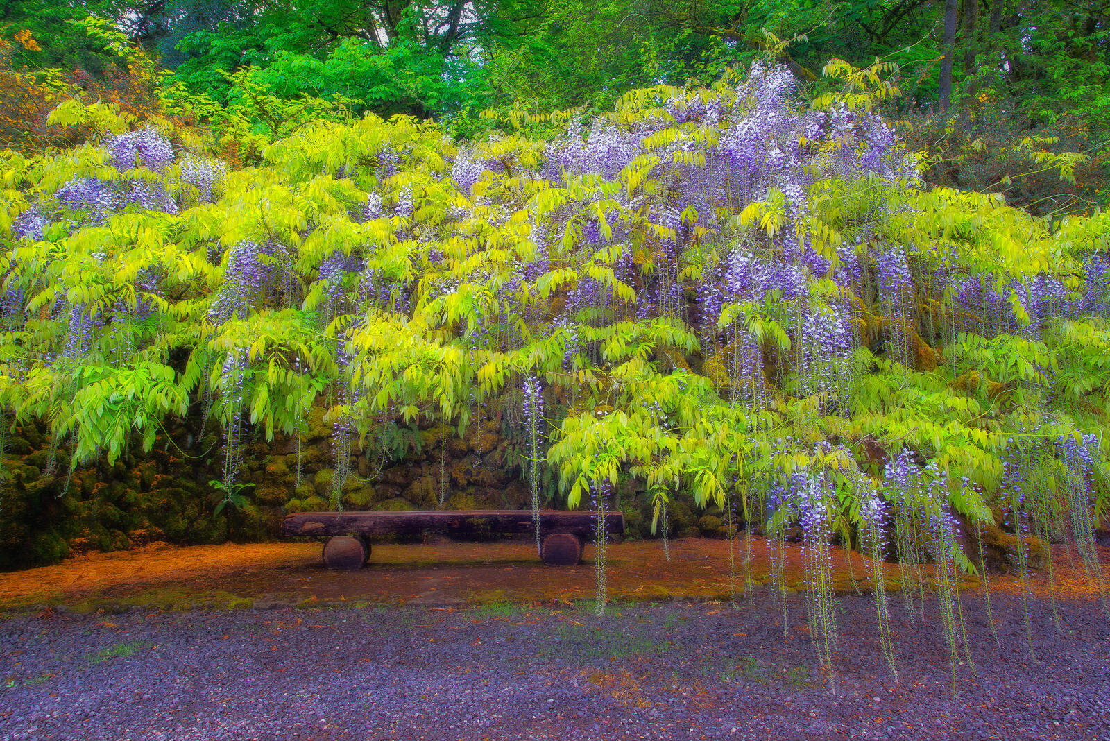 Wallpapers Wisteria flowers and leaves garden on the desktop