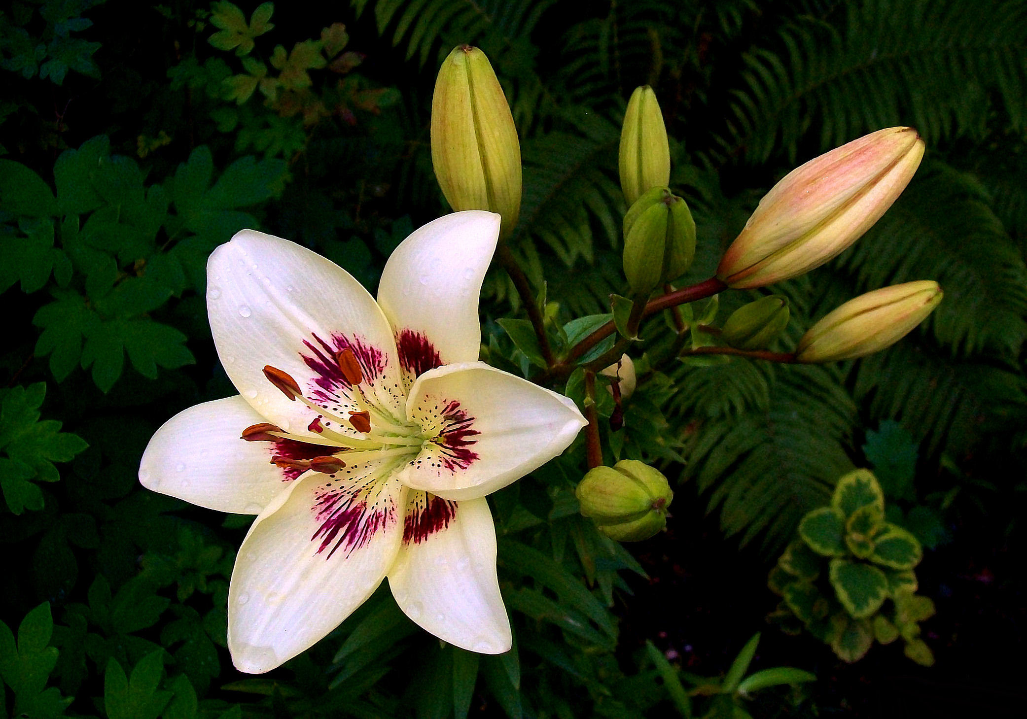 Photo free white flower, lilyt, flower