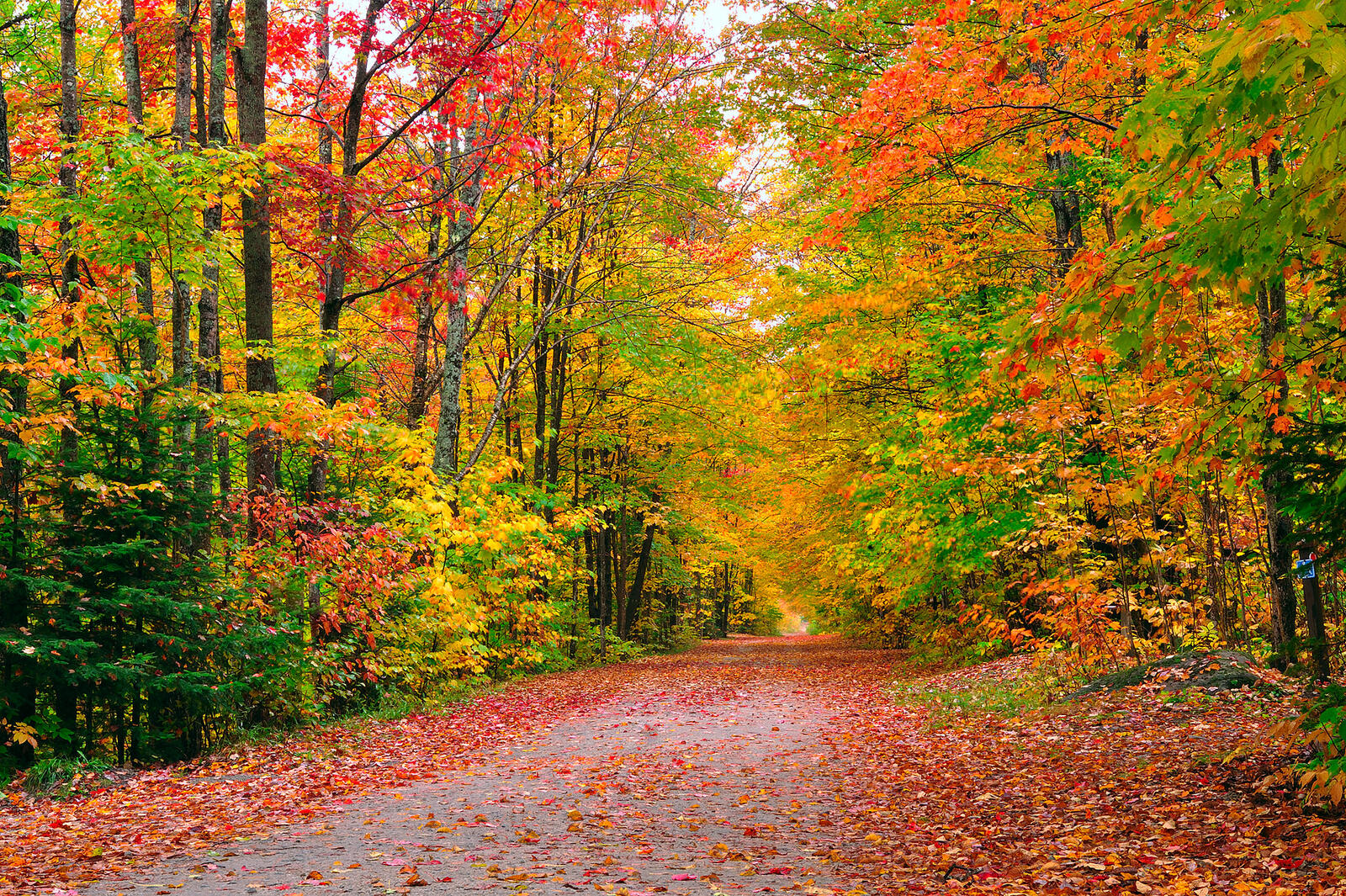 Wallpapers autumn colors autumn forest trees on the desktop