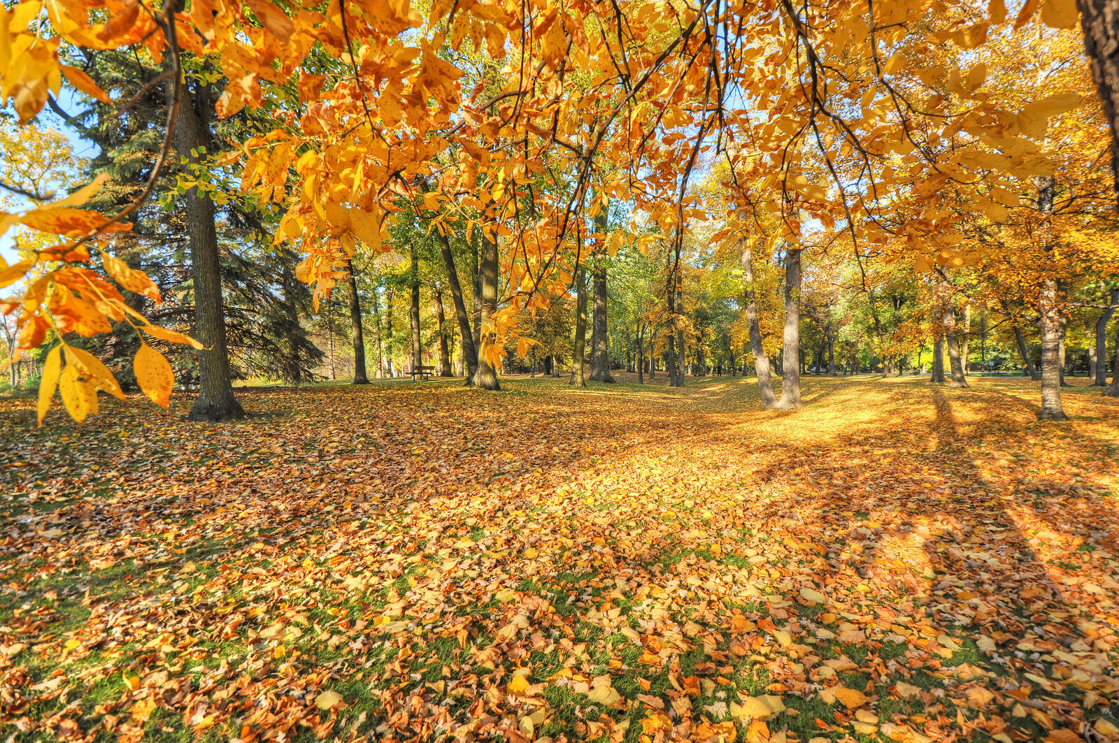 Free photo Fall foliage is scattered on the ground