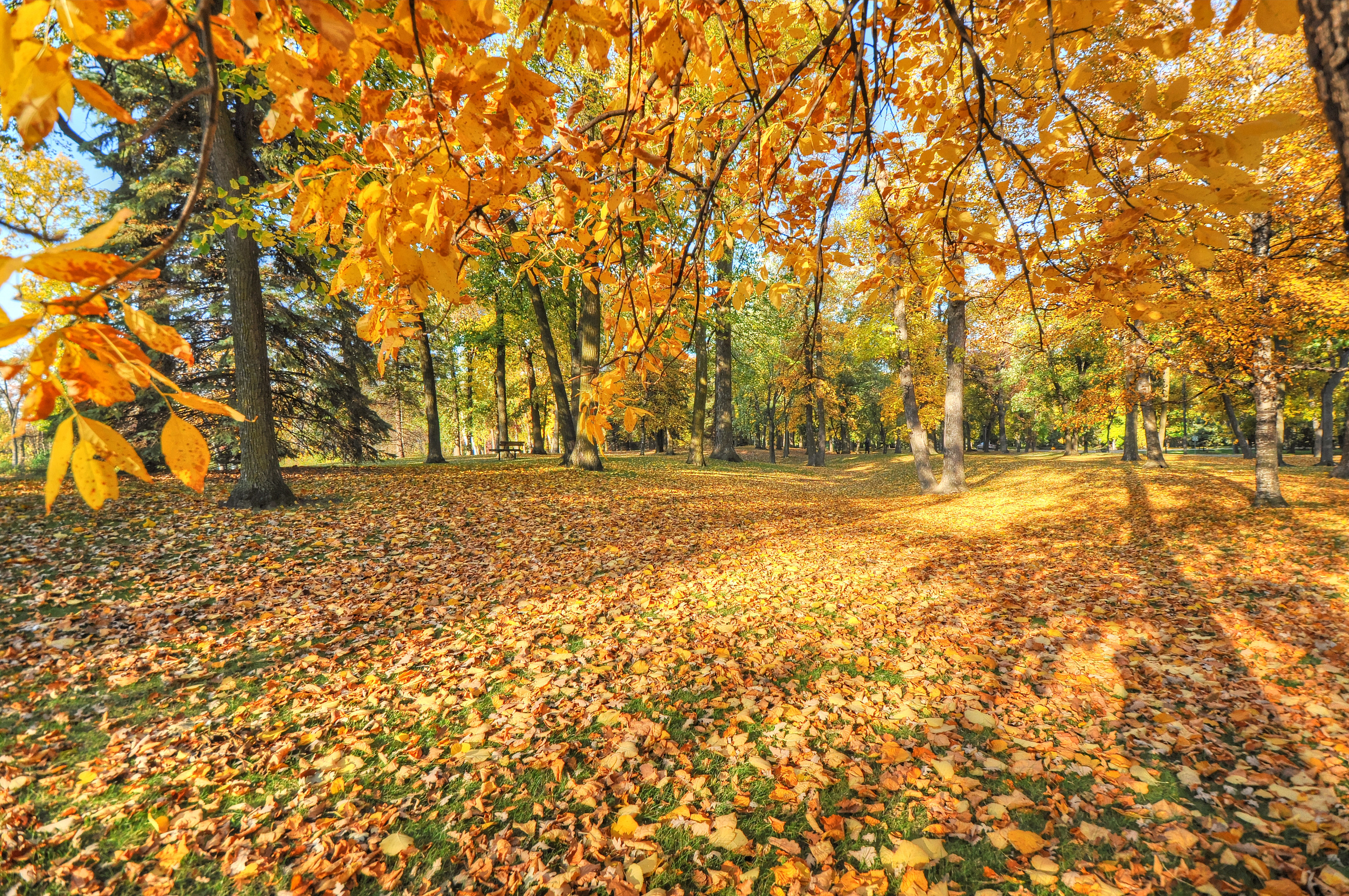 免费照片秋天的树叶已经落在了地上