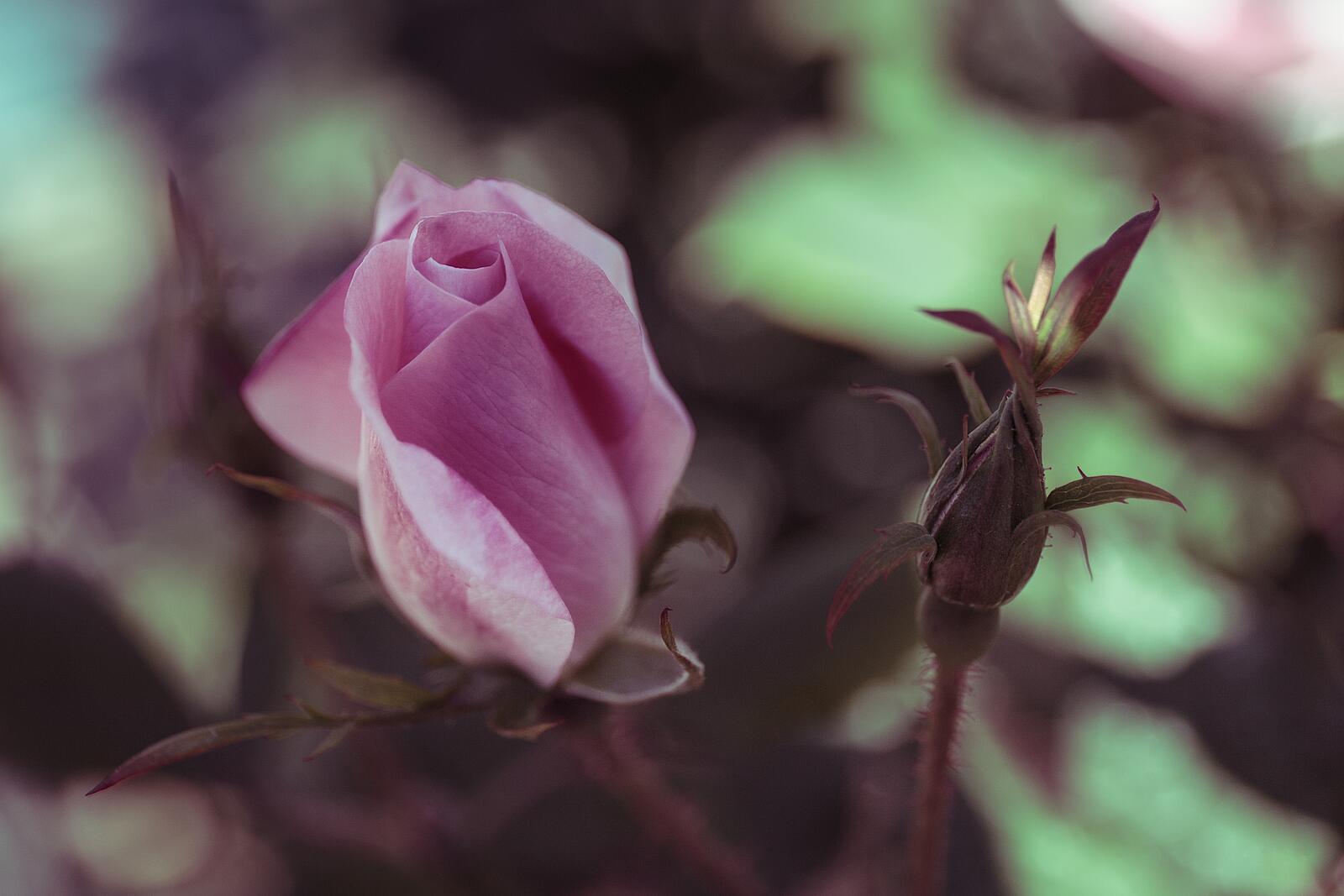 Бесплатное фото Закрытая роза