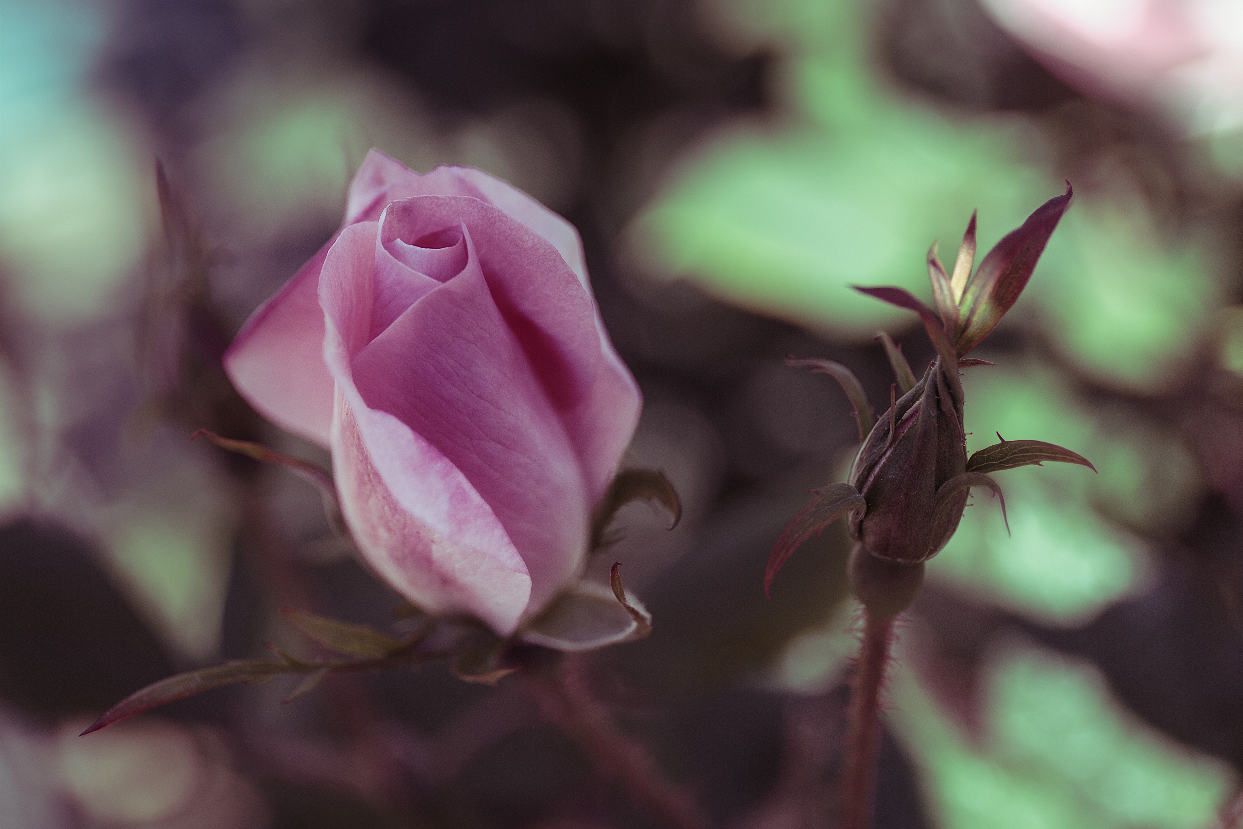 Закрытая роза · бесплатное фото