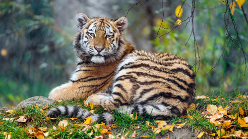 Tiger cub in the autumn