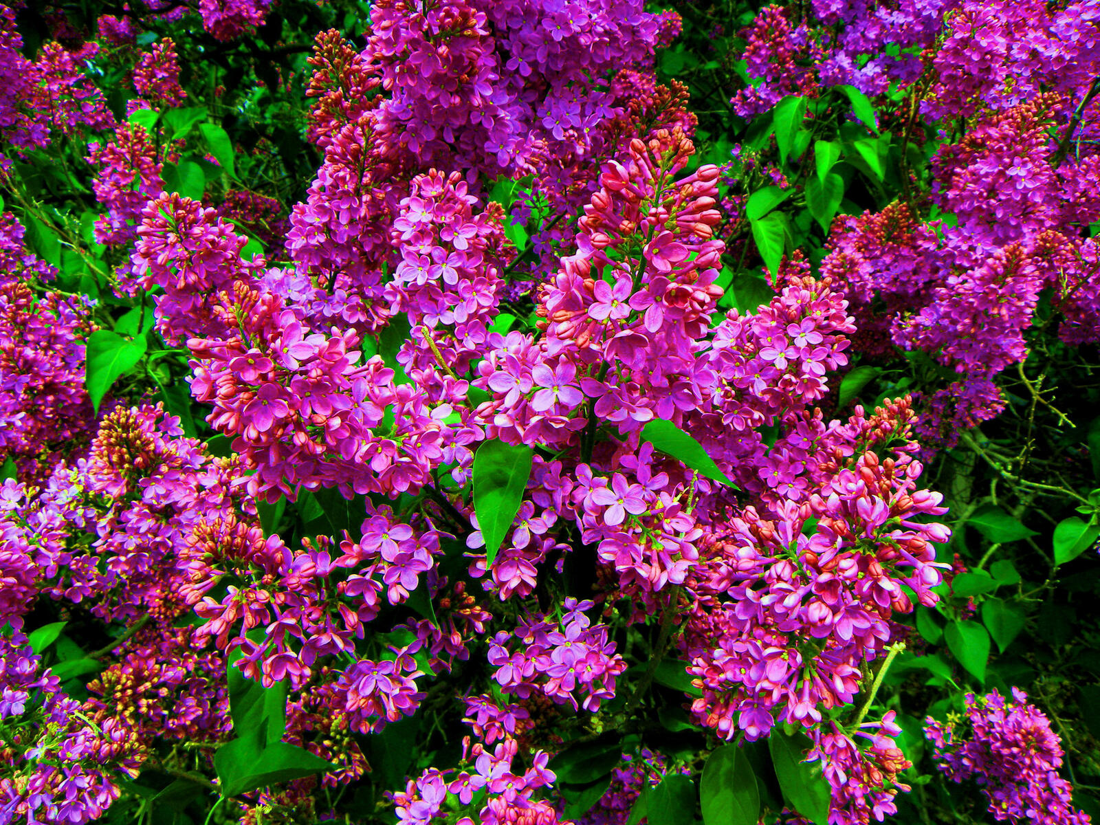 Wallpapers flowers lilac a bouquet of lilac on the desktop