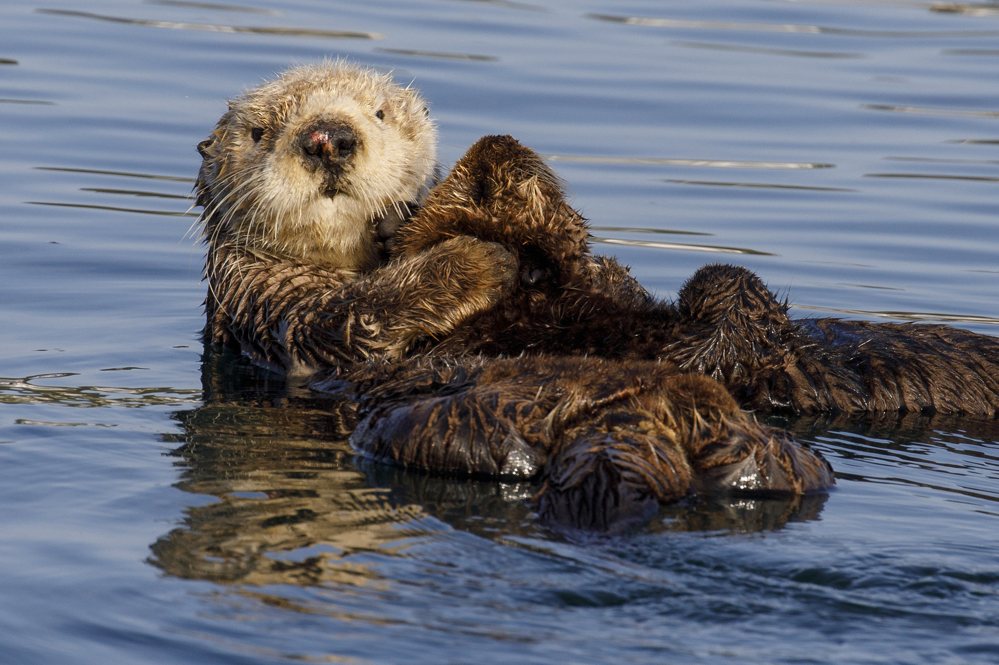 Wallpapers sea otter Southern Sea Otter animals on the desktop