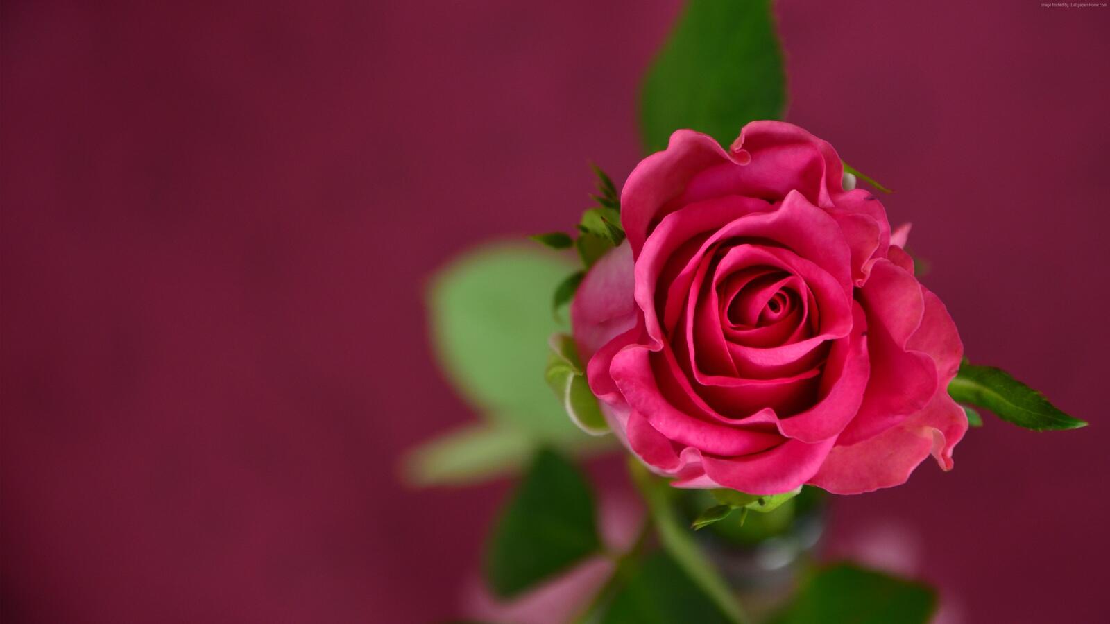 Wallpapers petals red background Bud on the desktop