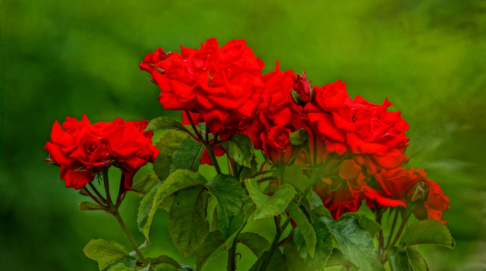 Wallpapers red bouquet flora flowers on the desktop