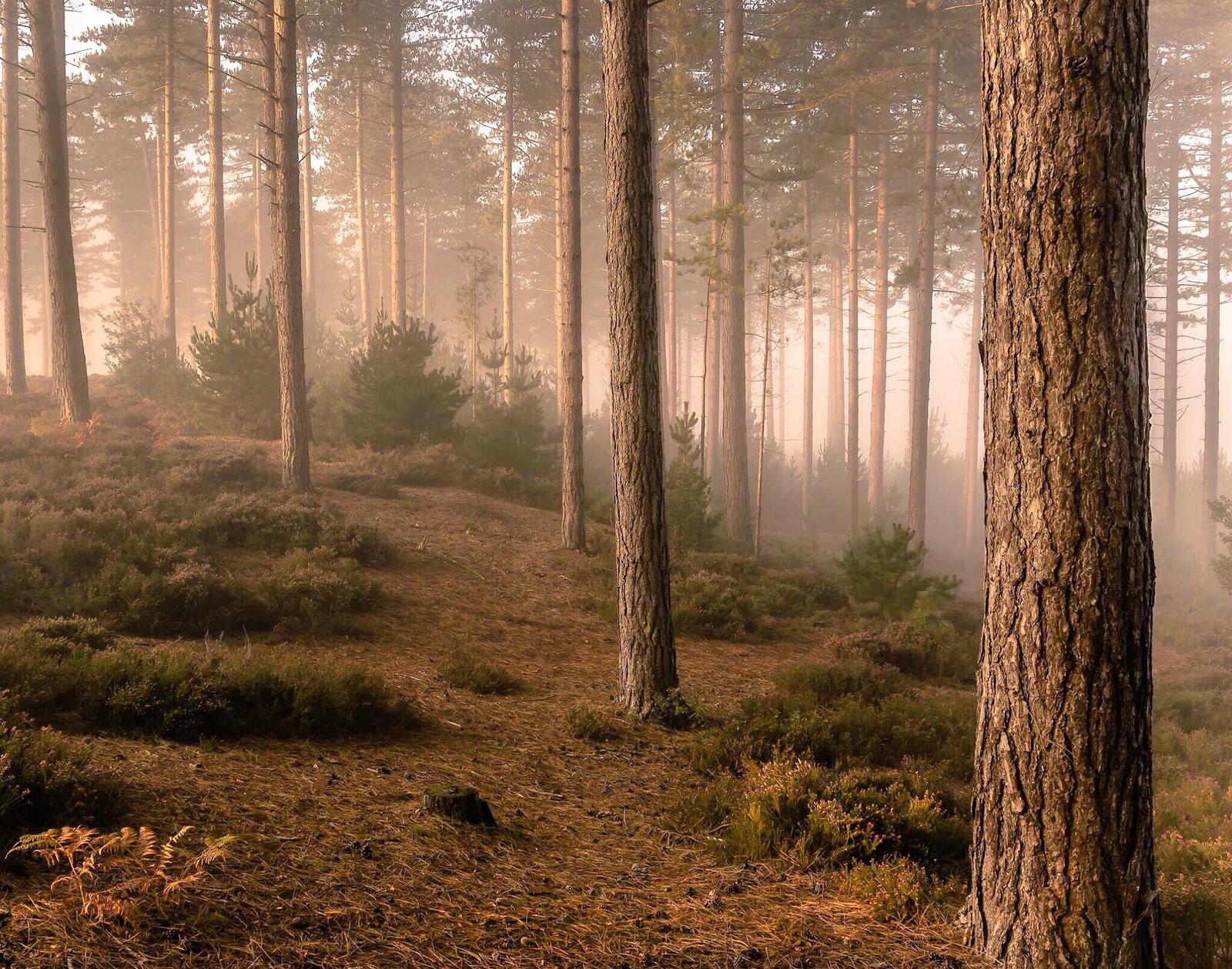Free photo Beautiful forest with firs and pines