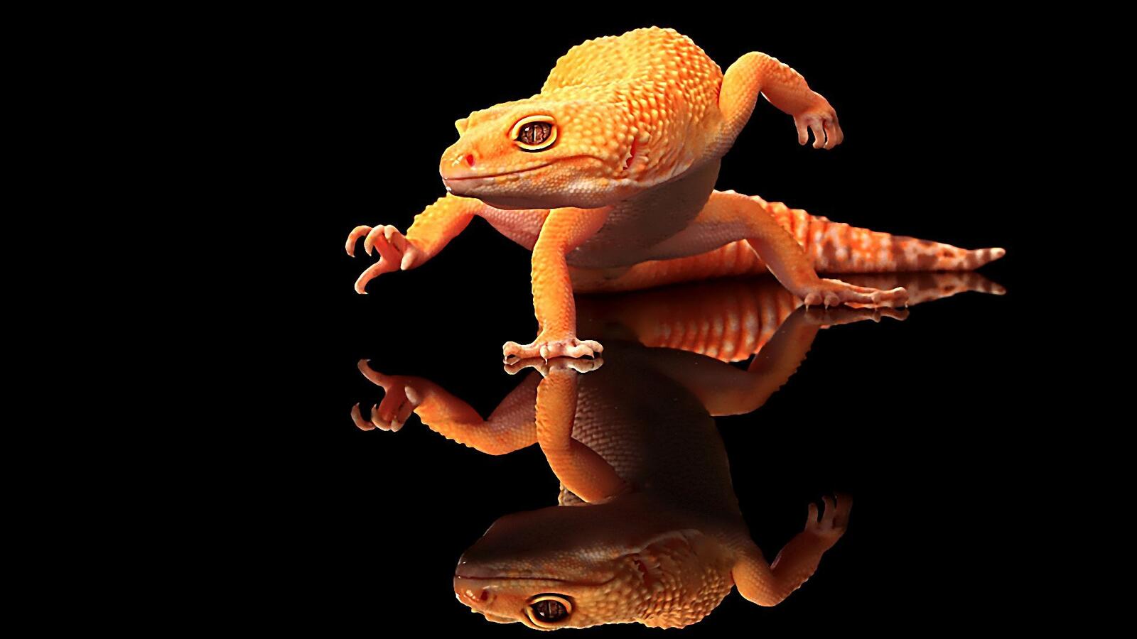 Wallpapers lizard animal geckos on the desktop