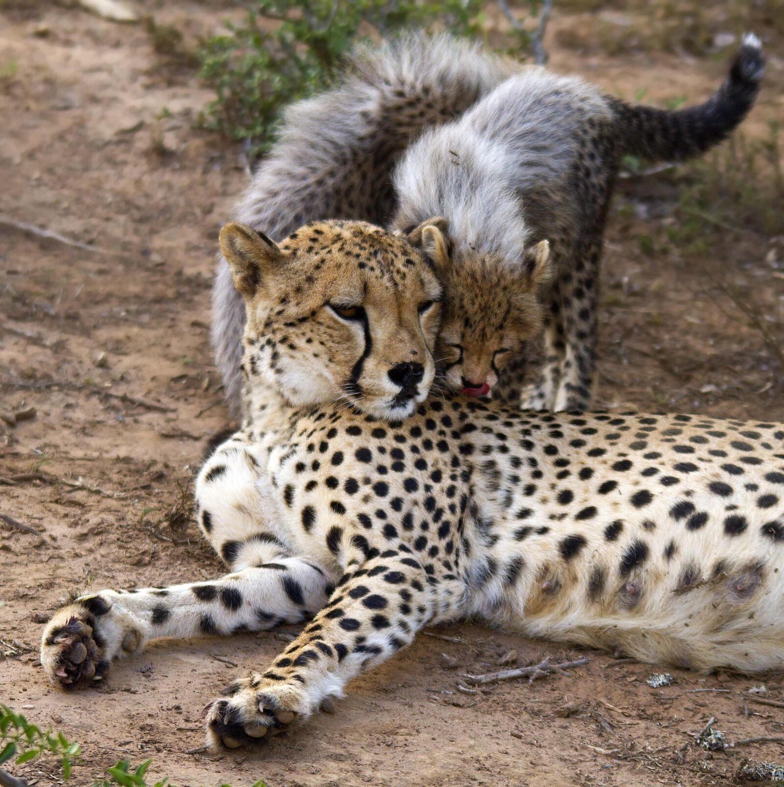 Обои Cheetah Mother Cubs самка на рабочий стол