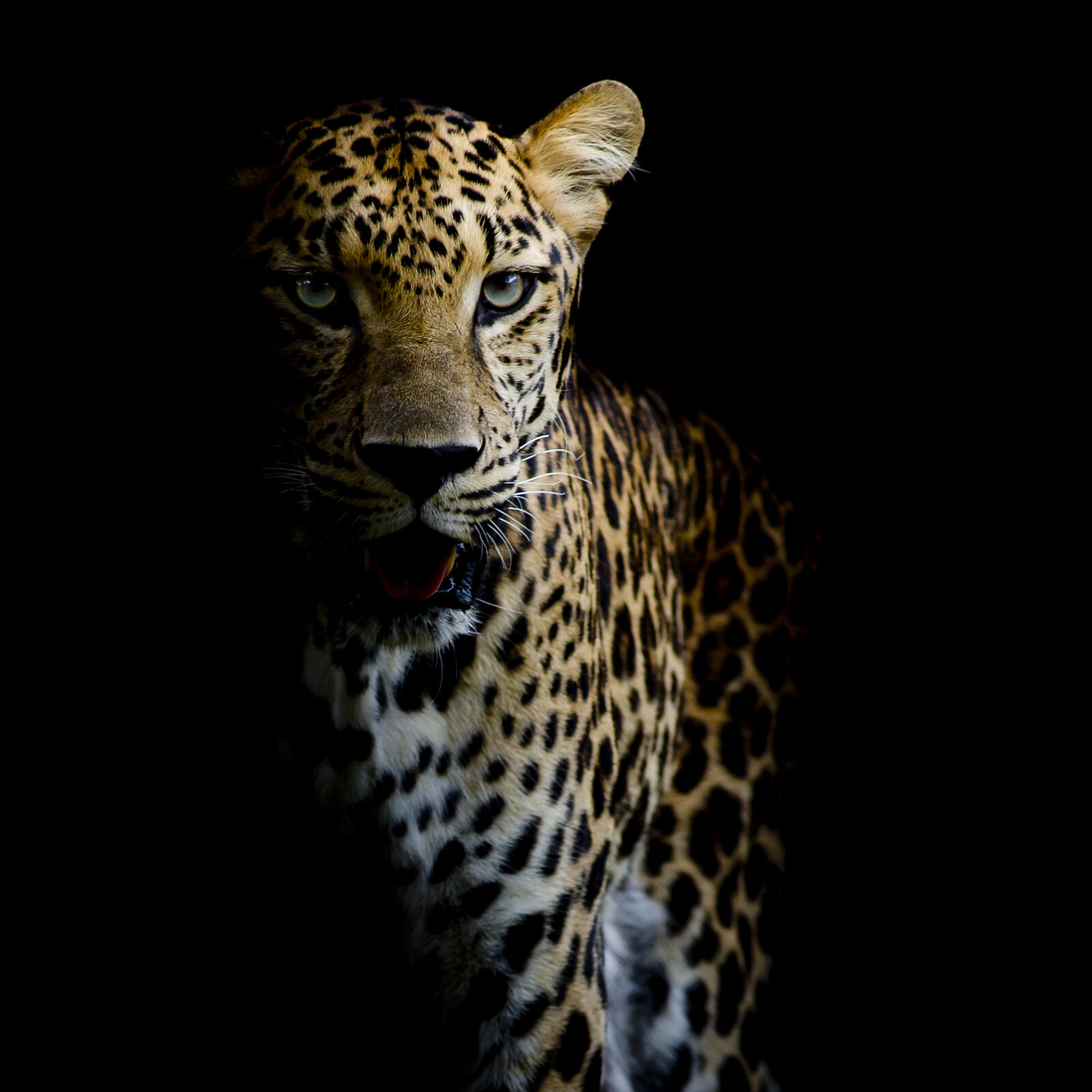 Wallpapers Leopard portrait predator wild cat on the desktop