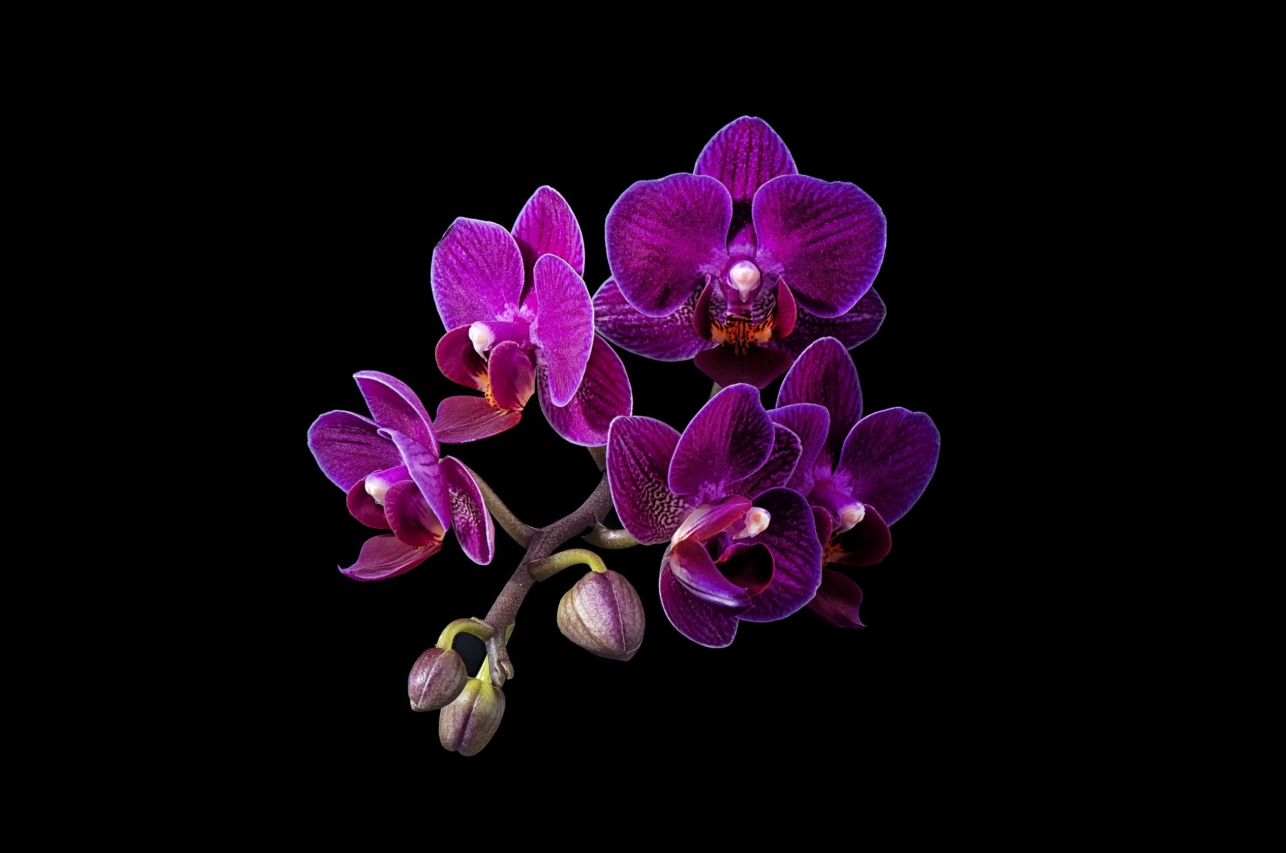 Wallpapers flowers black background Orchid on the desktop