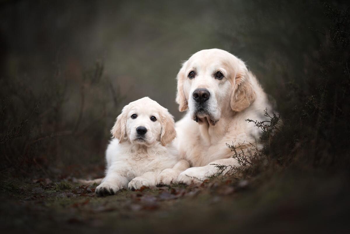 Mother and baby Retrievers