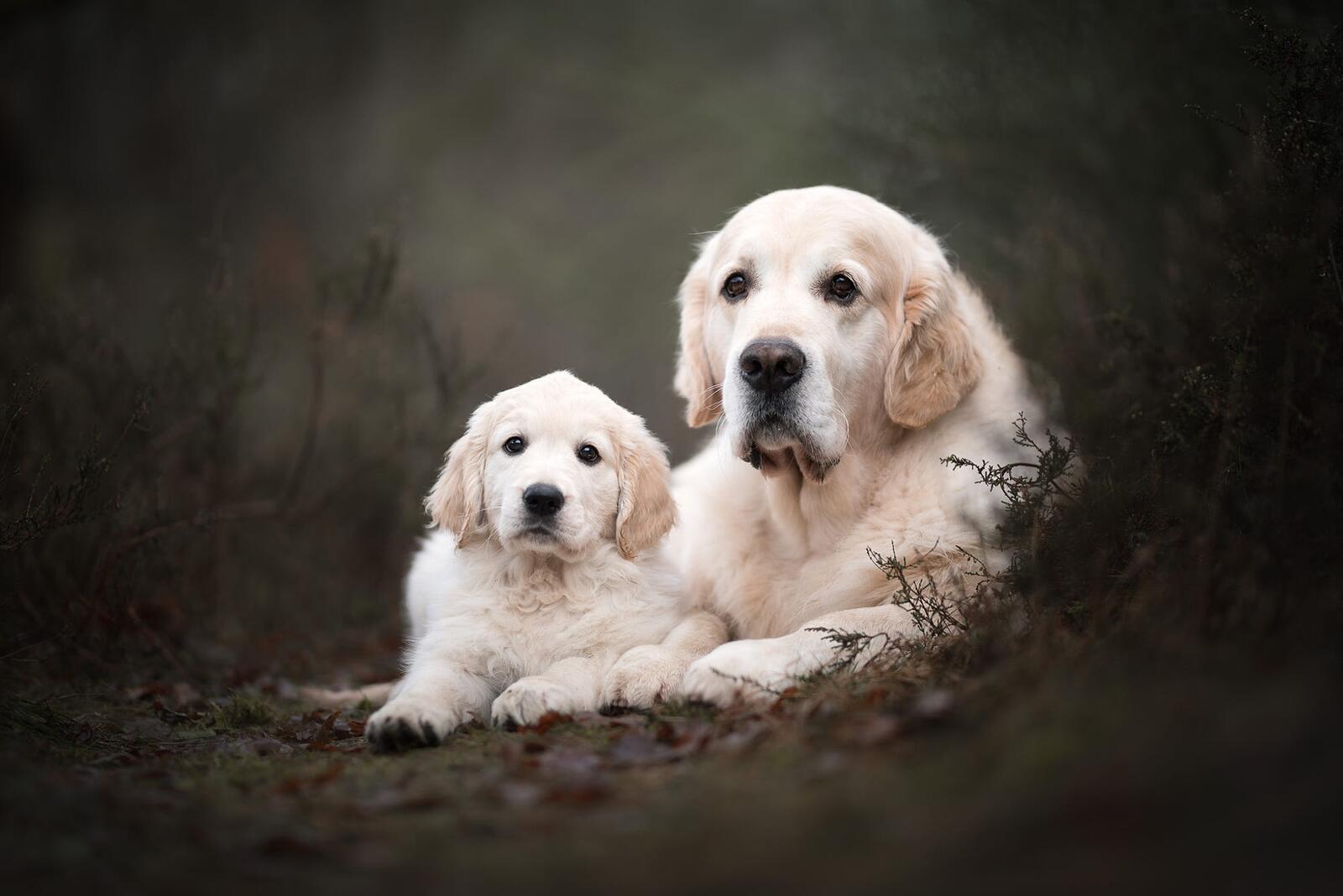 Free photo Mother and baby Retrievers