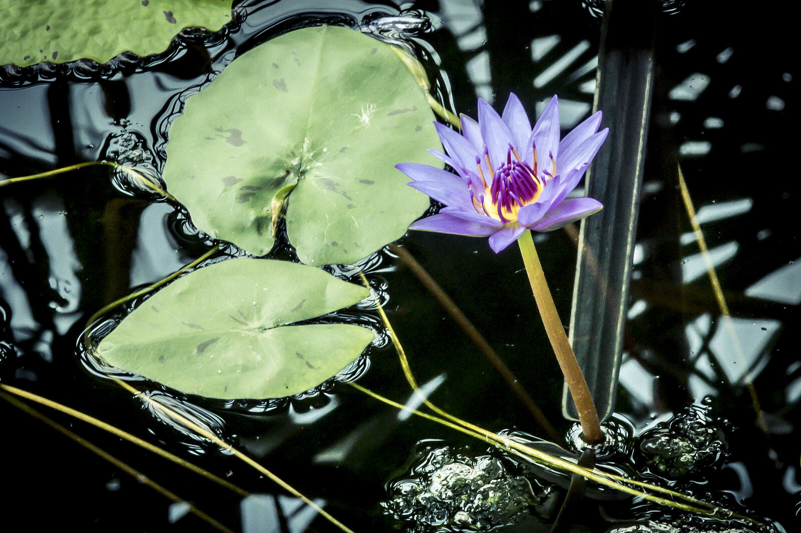 Бесплатное фото Речная лилия