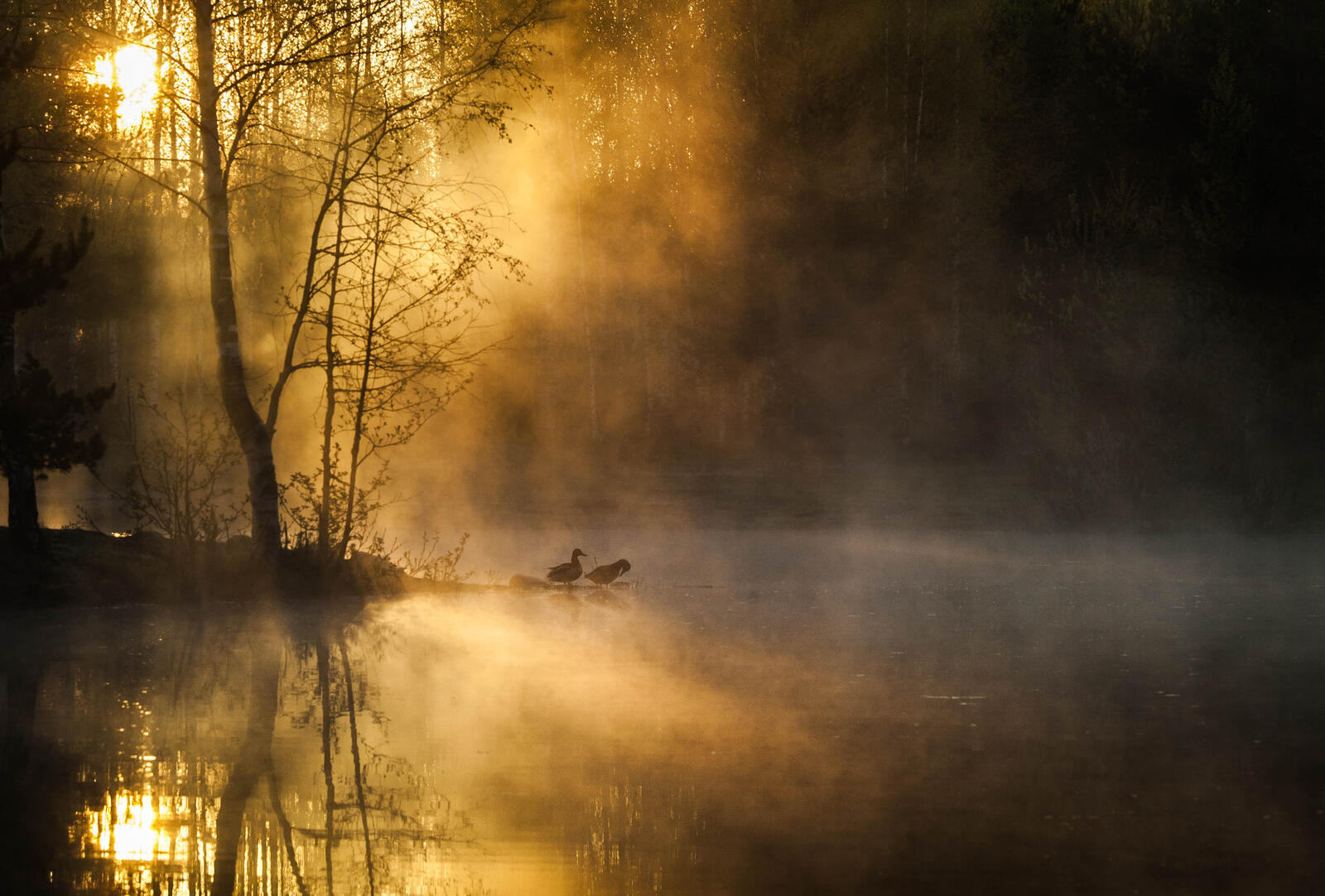 免费照片河上的晨雾