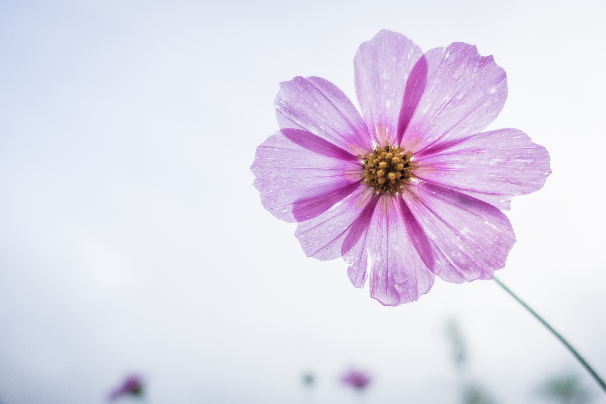 Фото бесплатно фиолетовый цветок, маленький цветок, цветы