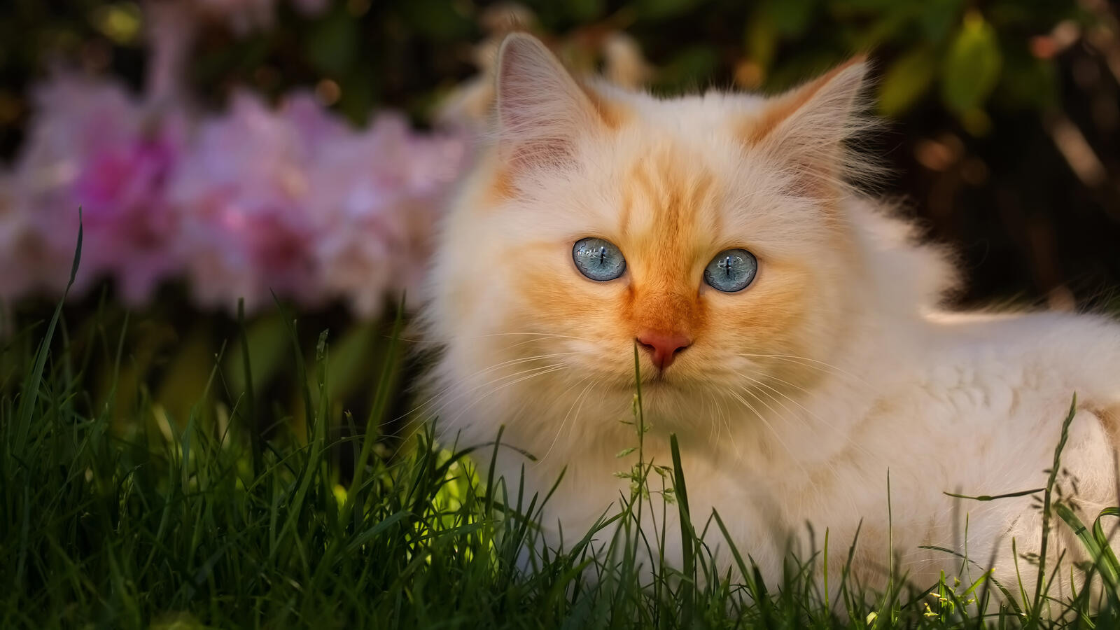 Free photo Blue-eyed kitten with red marks