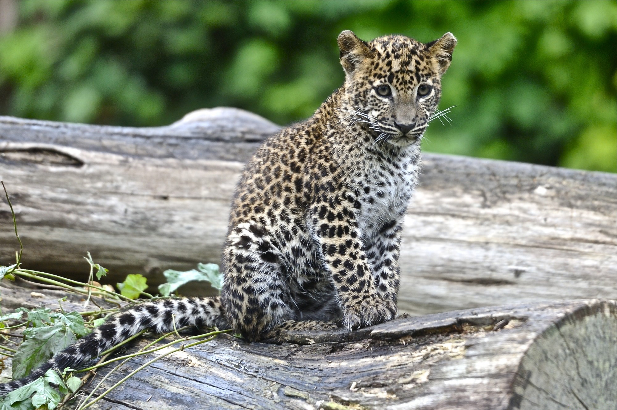 Photo free leopard, cub, look