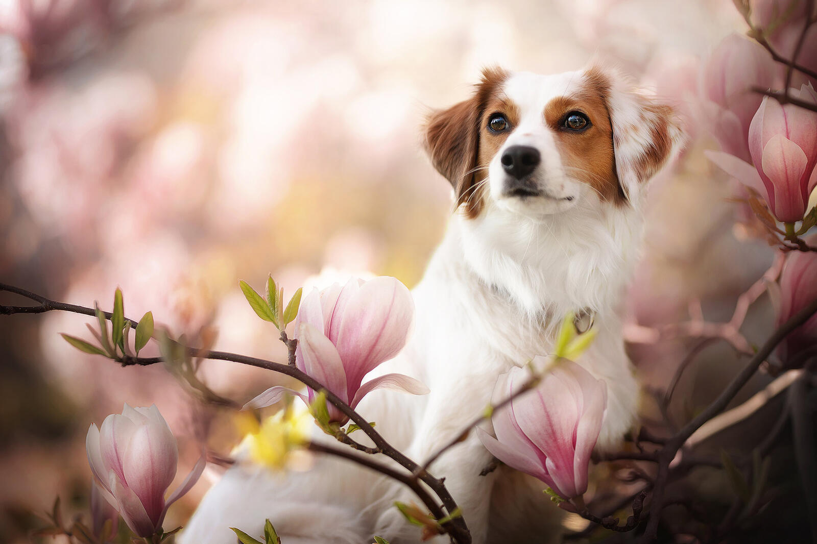 Free photo Dog with blooming magnolia