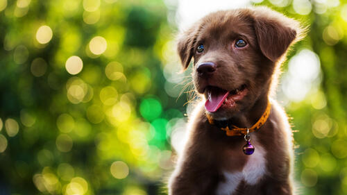 Puppy on bokeh background