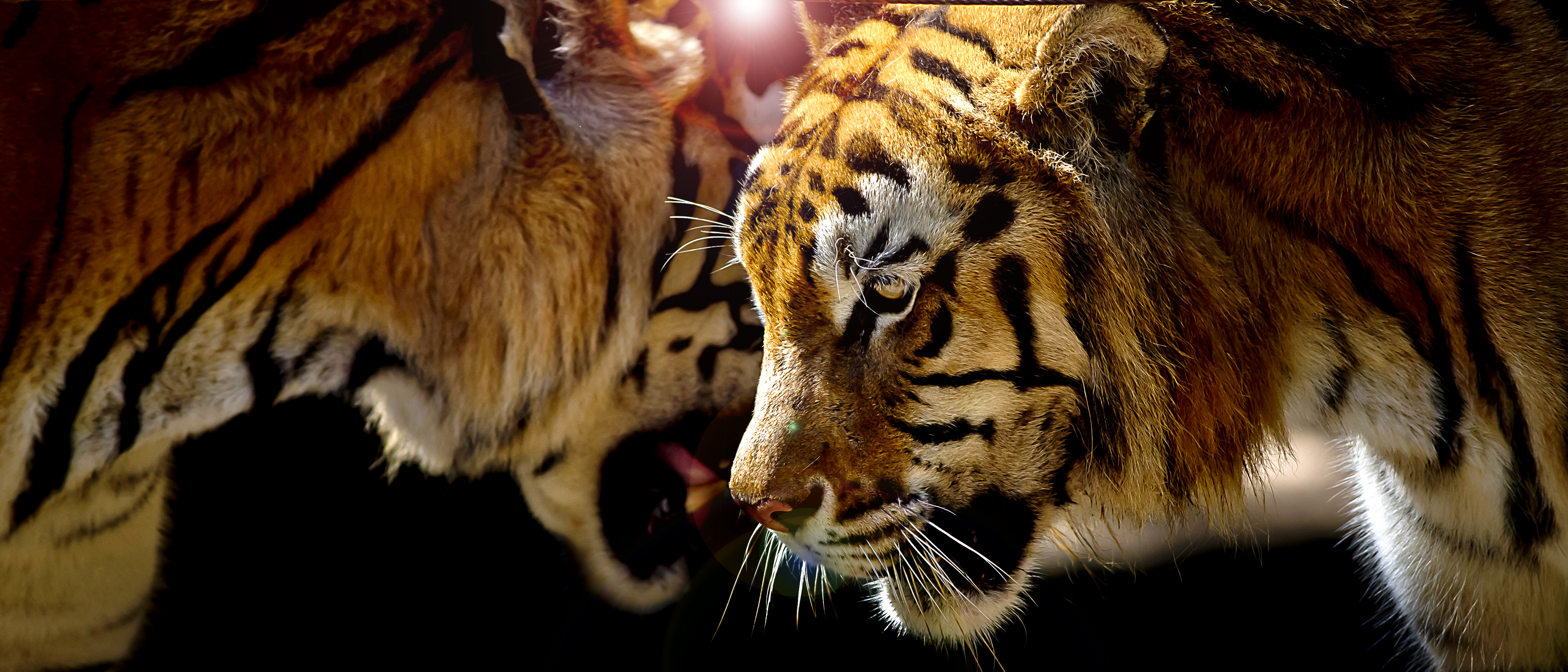 Фото бесплатно кот семьи, панорама, портрет тигра